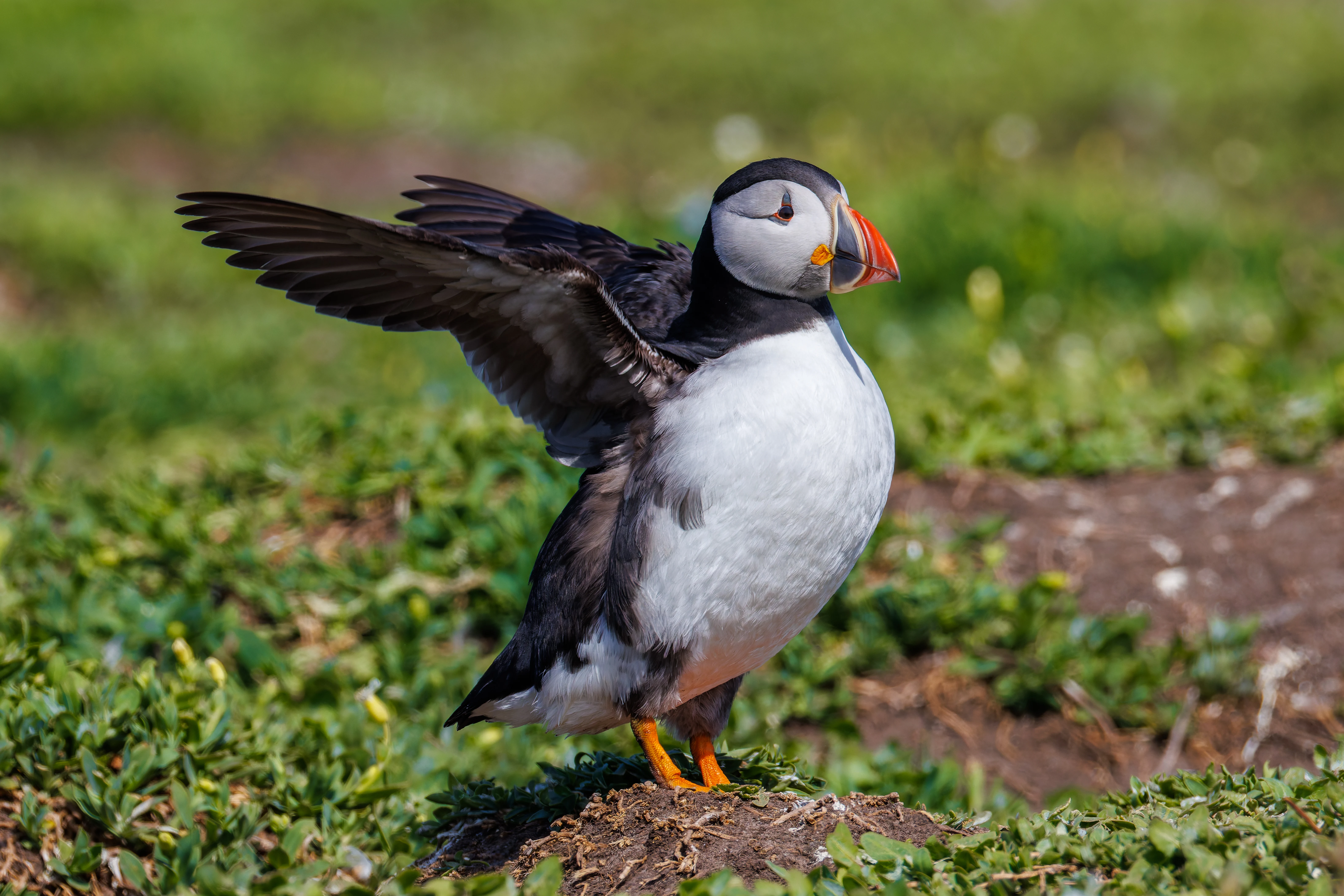 Puffin, Farne Islands, Seahouses, Northumberland, UK — photo by Orlando Prugel-Bennett