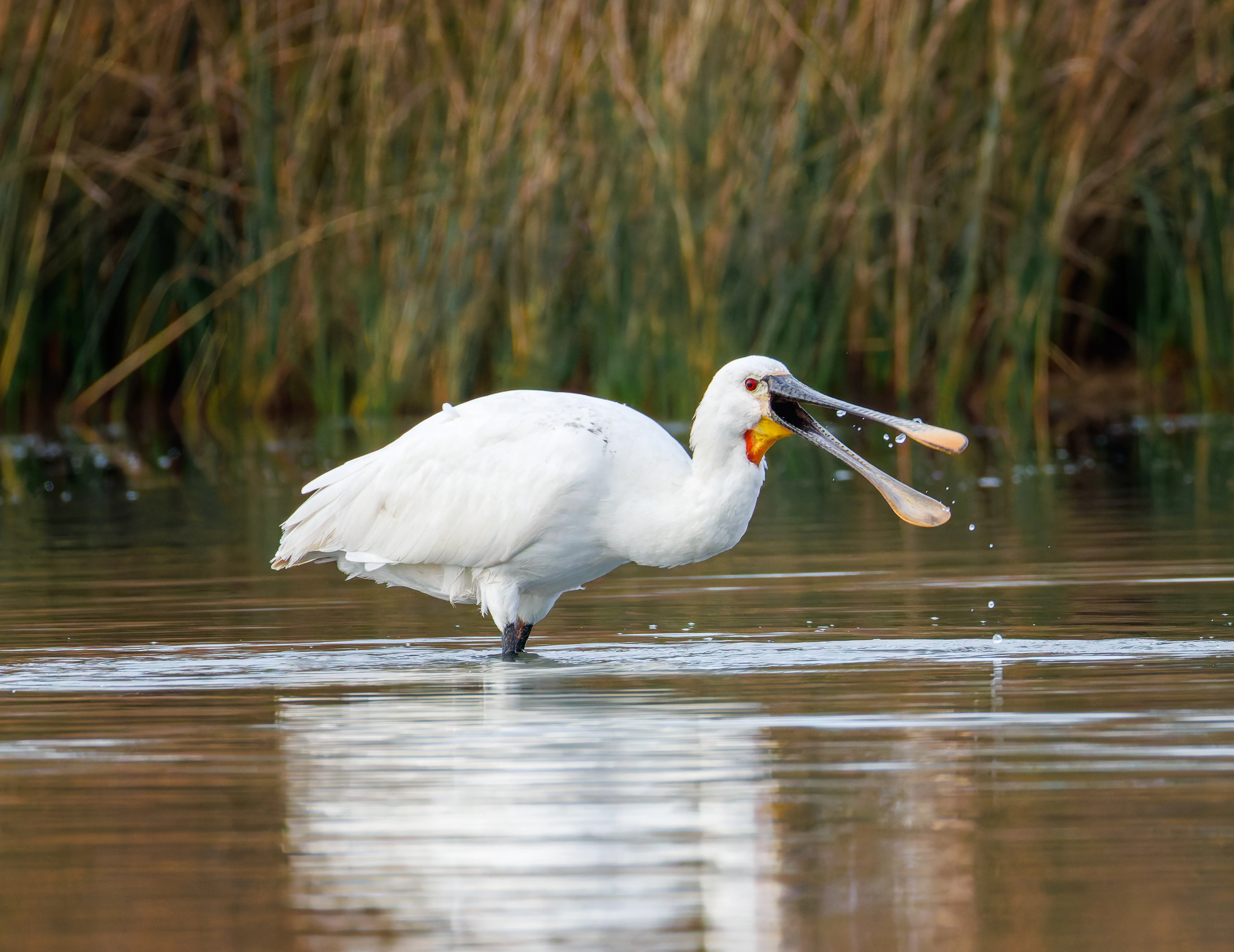Spoonbill, Lymington, UK — photo by Orlando Prugel-Bennett