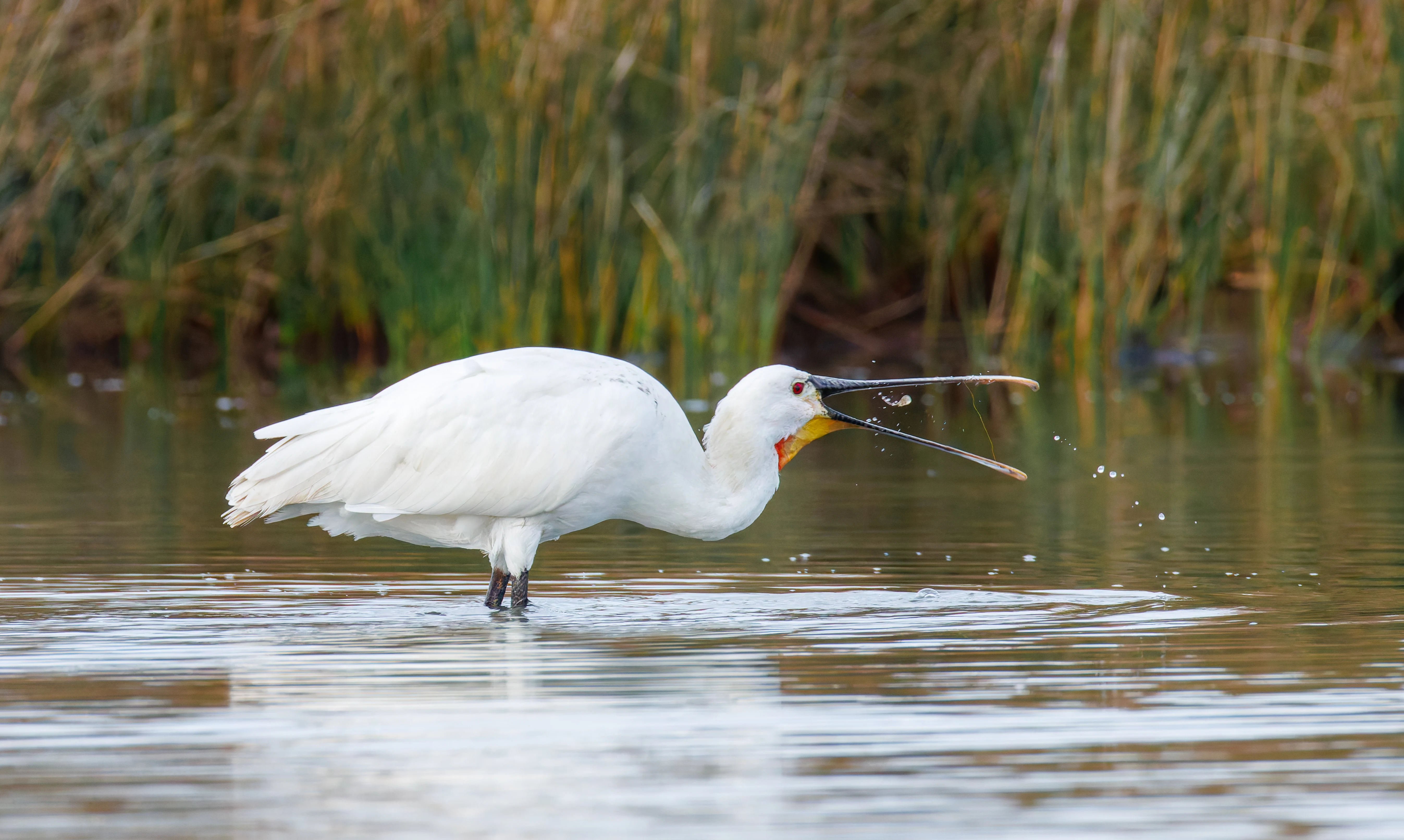 Spoonbill, Lymington, UK — photo by Orlando Prugel-Bennett
