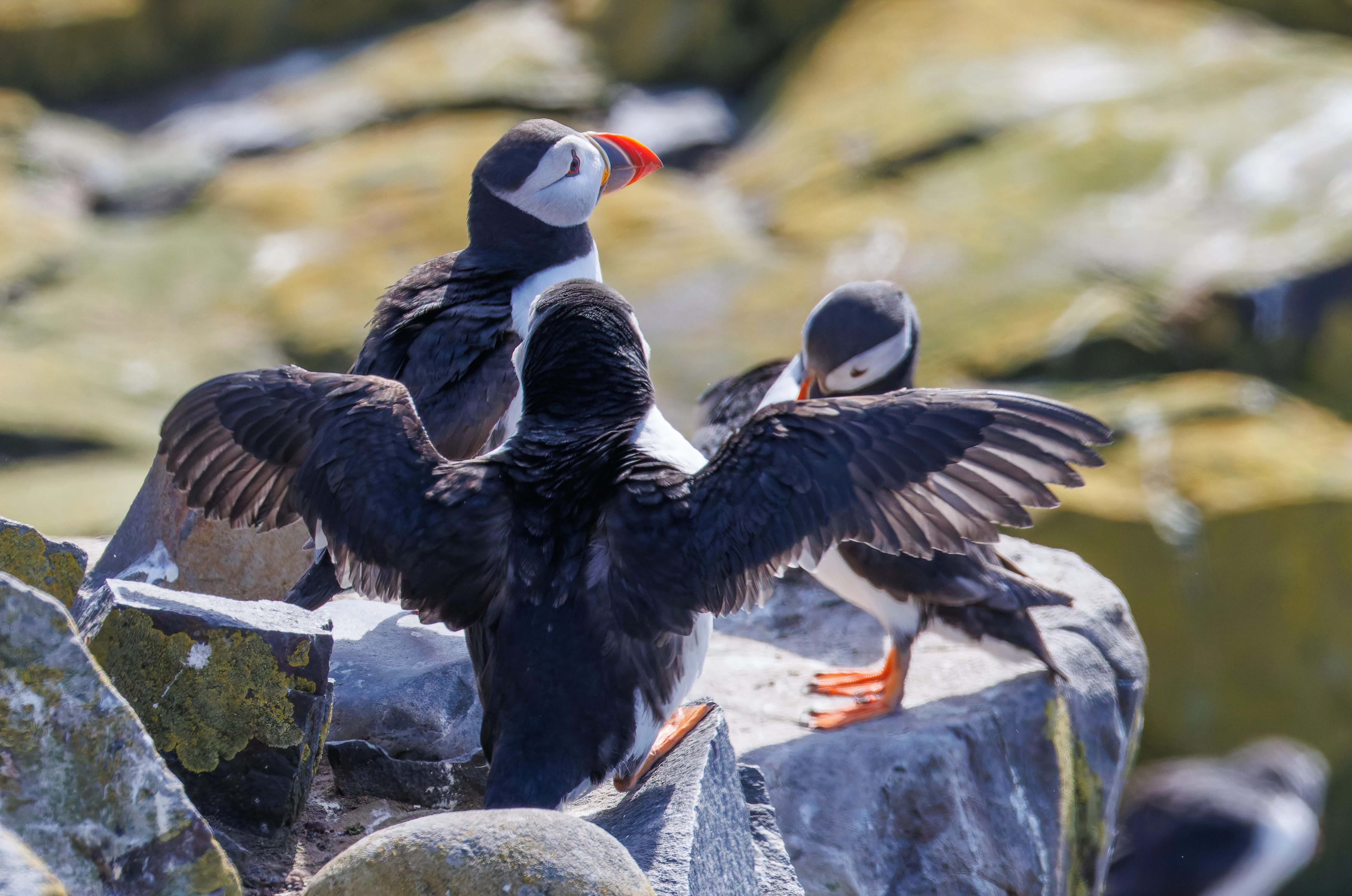 Puffins, Farne Islands, Seahouses, Northumberland, UK — photo by Orlando Prugel-Bennett