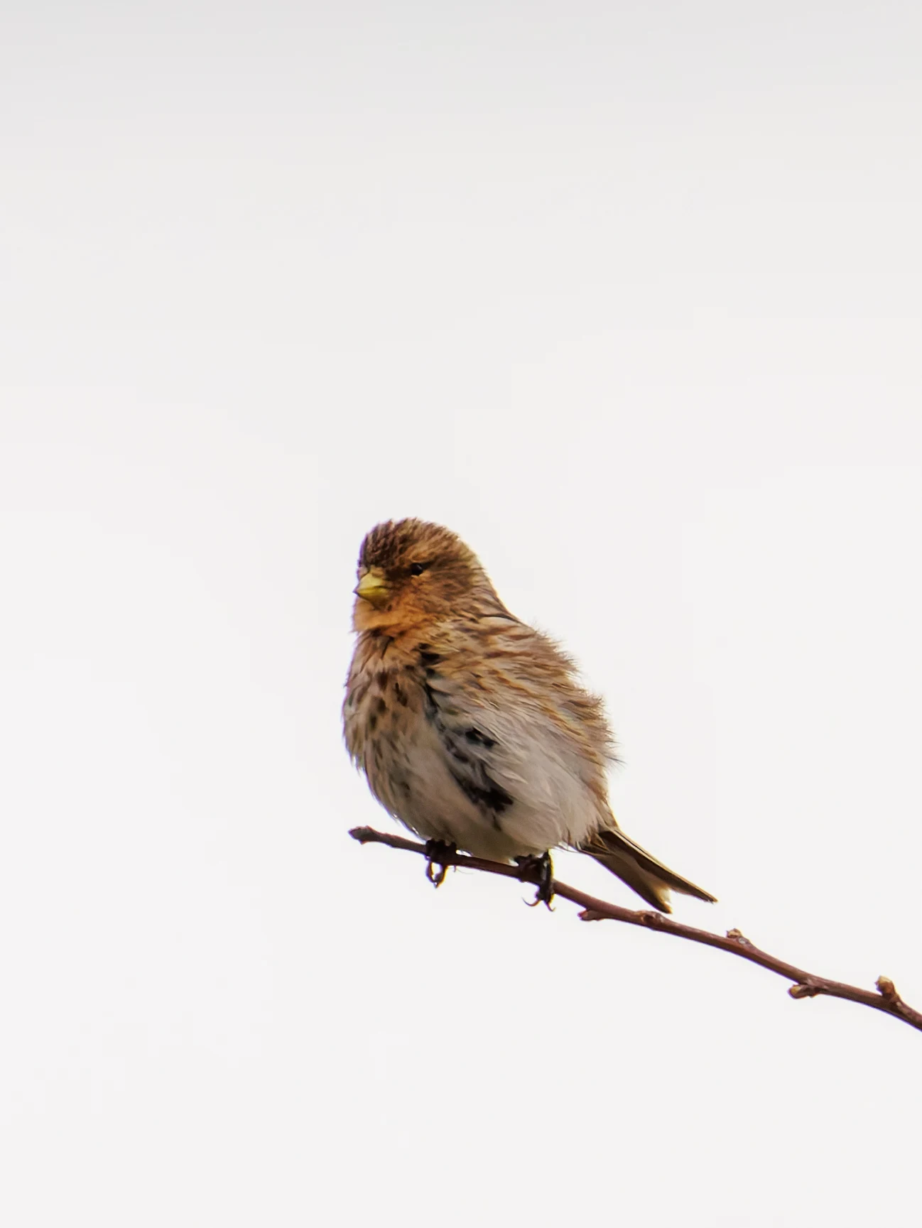 Twite, Pilling, Lancashire, UK — photo by Orlando Prugel-Bennett