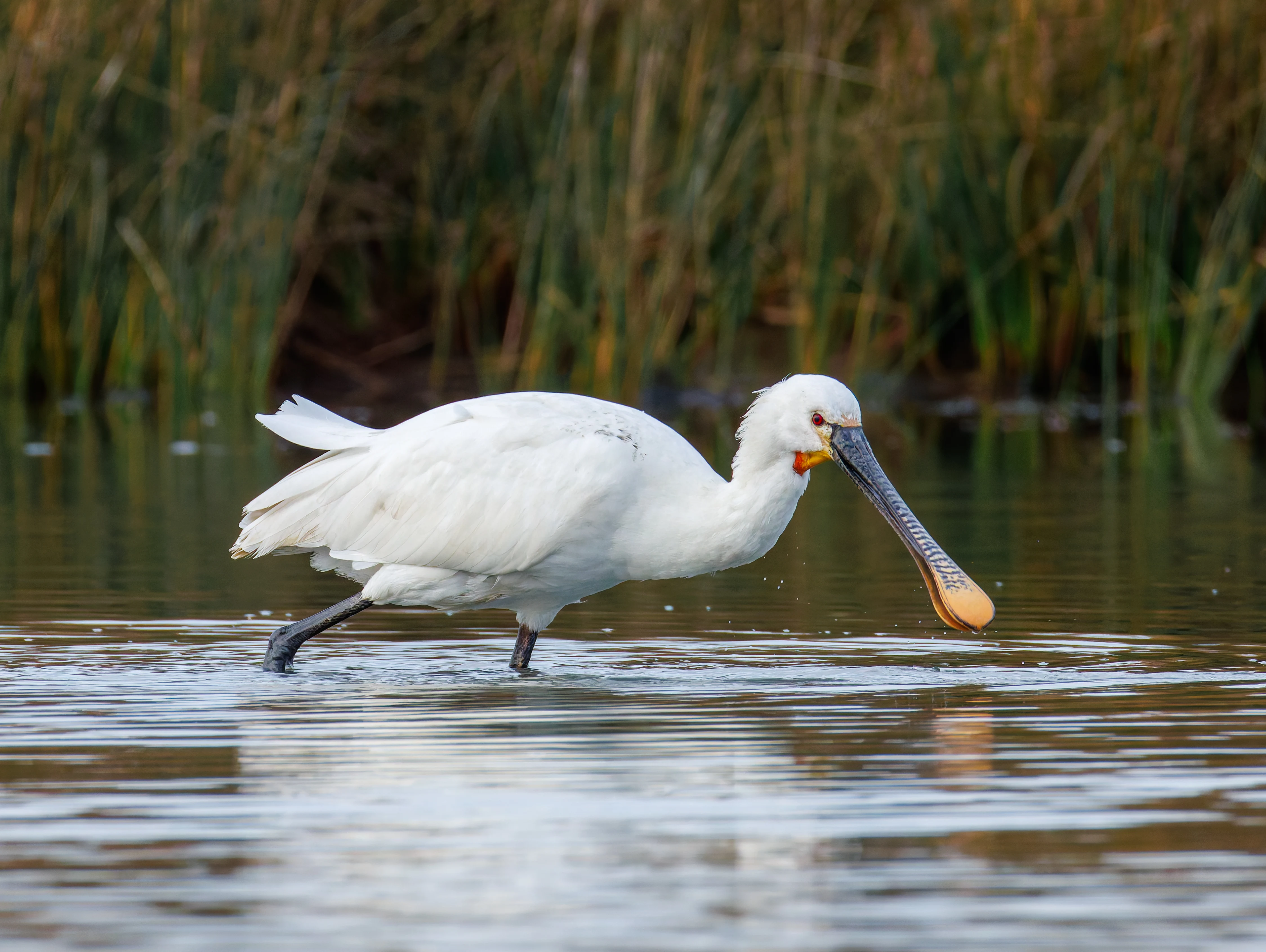 Spoonbill, Lymington, UK — photo by Orlando Prugel-Bennett