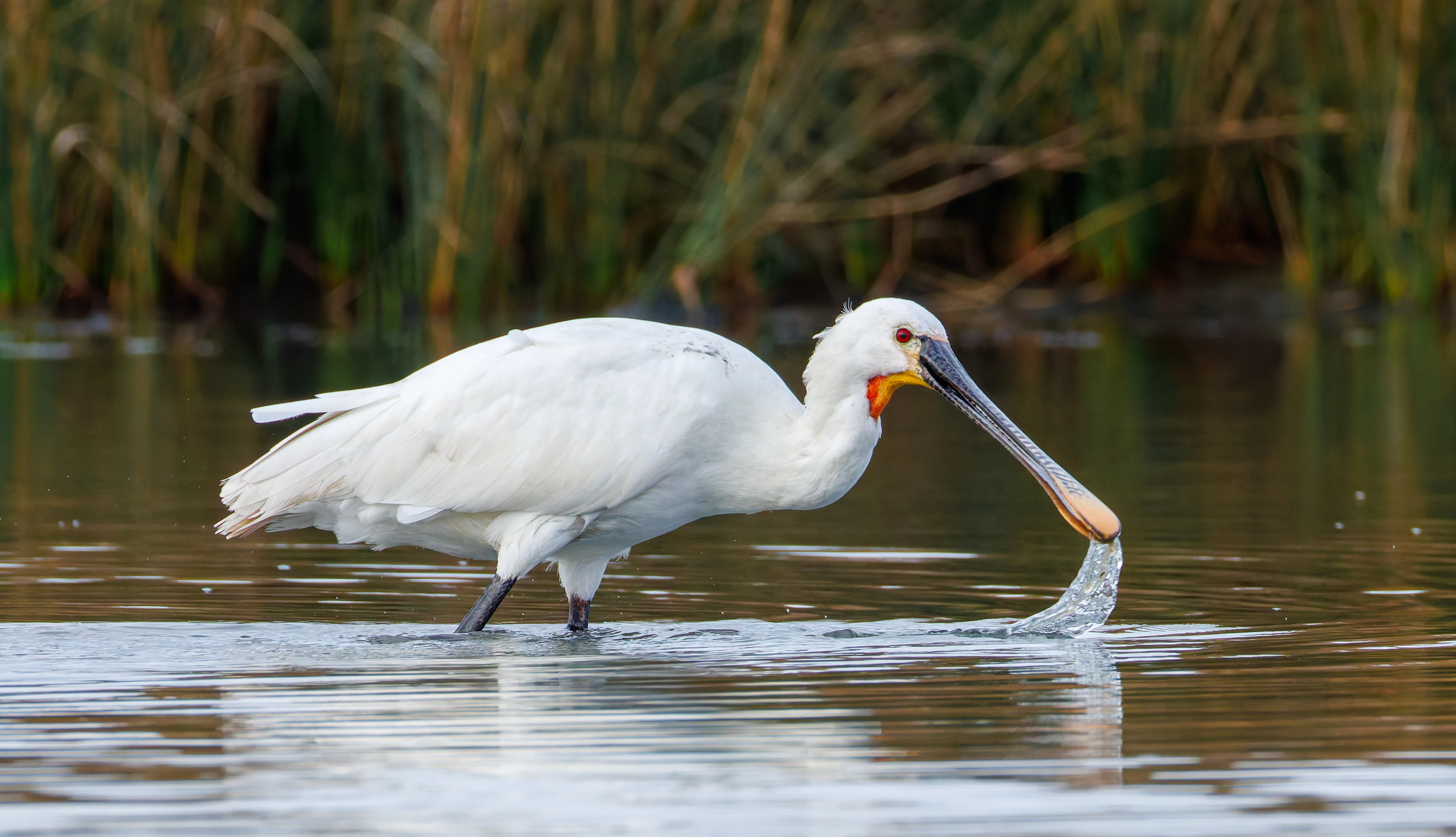Spoonbill, Lymington, UK — photo by Orlando Prugel-Bennett