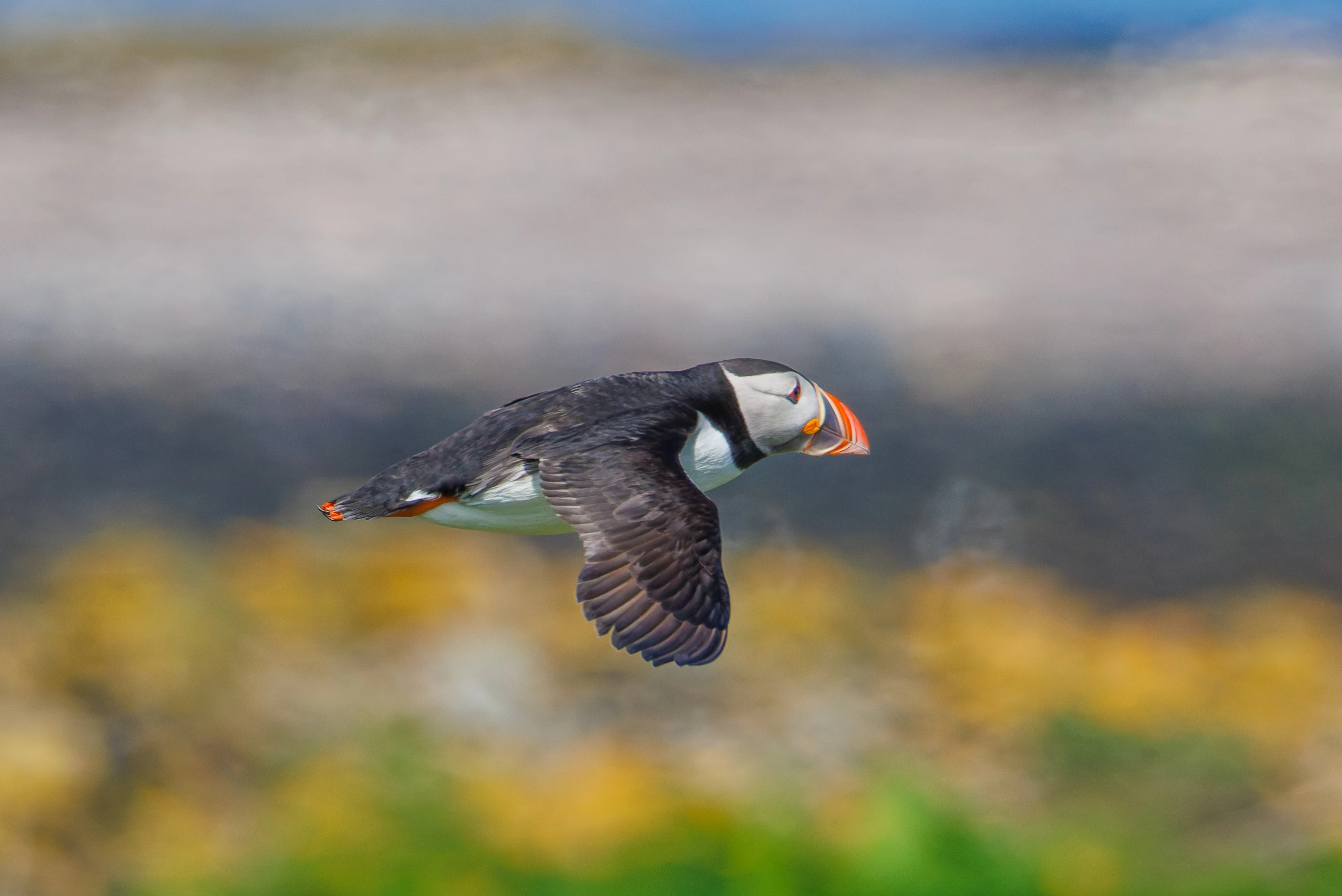 Puffin, Farne Islands, Seahouses, Northumberland, UK — photo by Orlando Prugel-Bennett