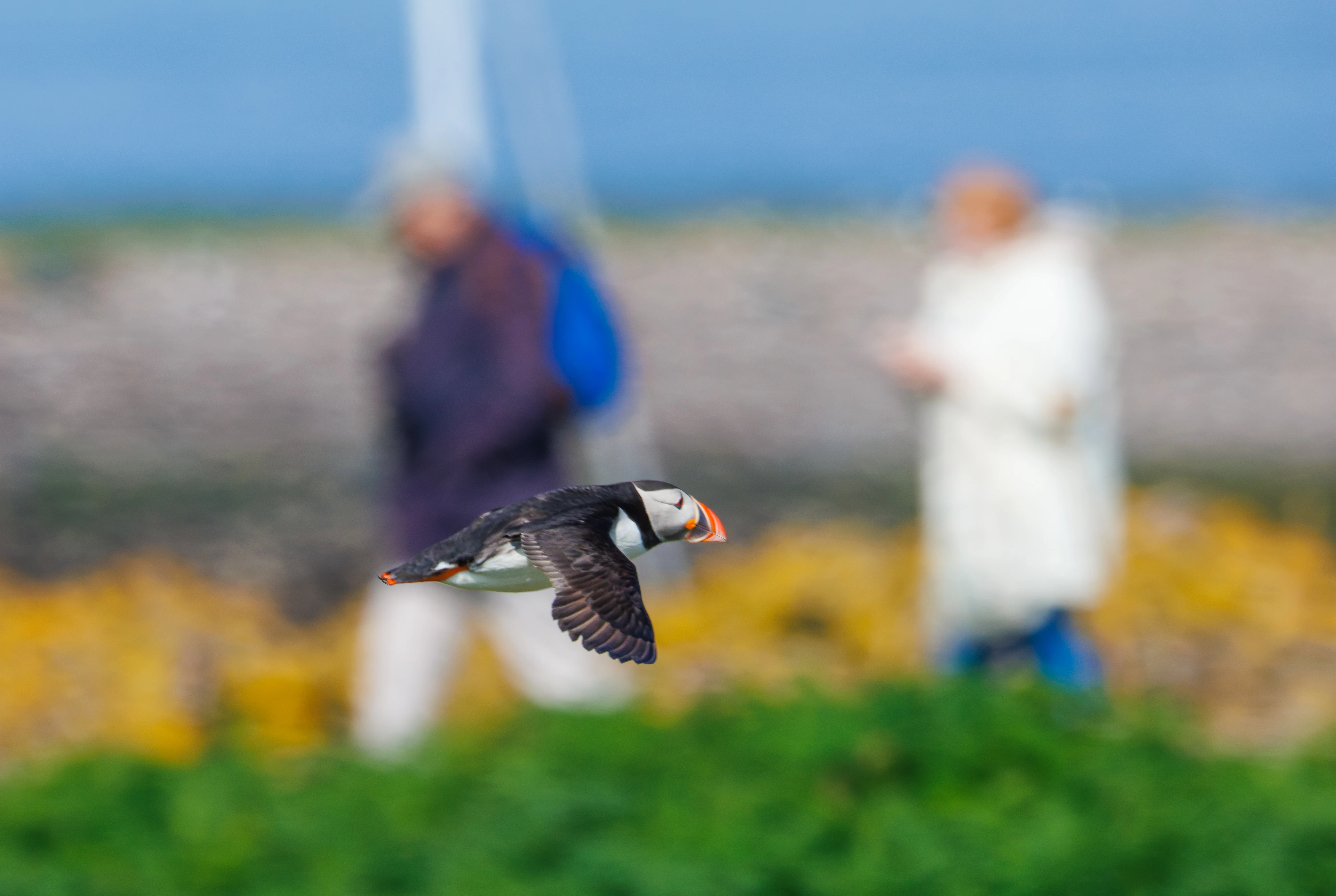 Puffin, Farne Islands, Seahouses, Northumberland, UK — photo by Orlando Prugel-Bennett