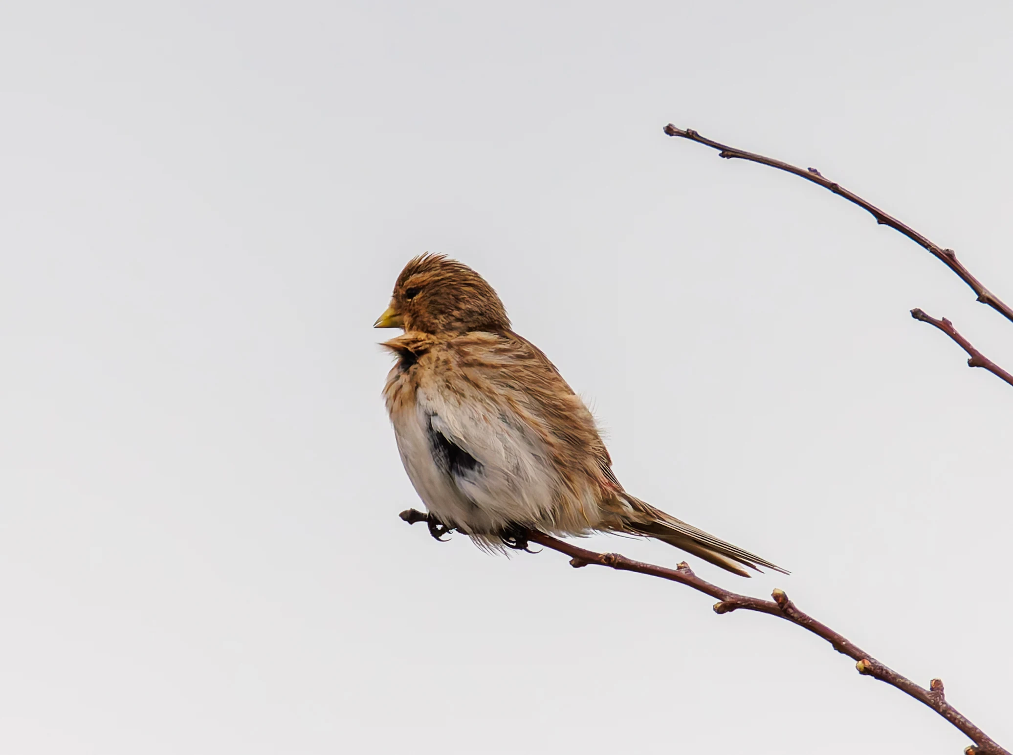 Twite, Pilling, Lancashire, UK — photo by Orlando Prugel-Bennett