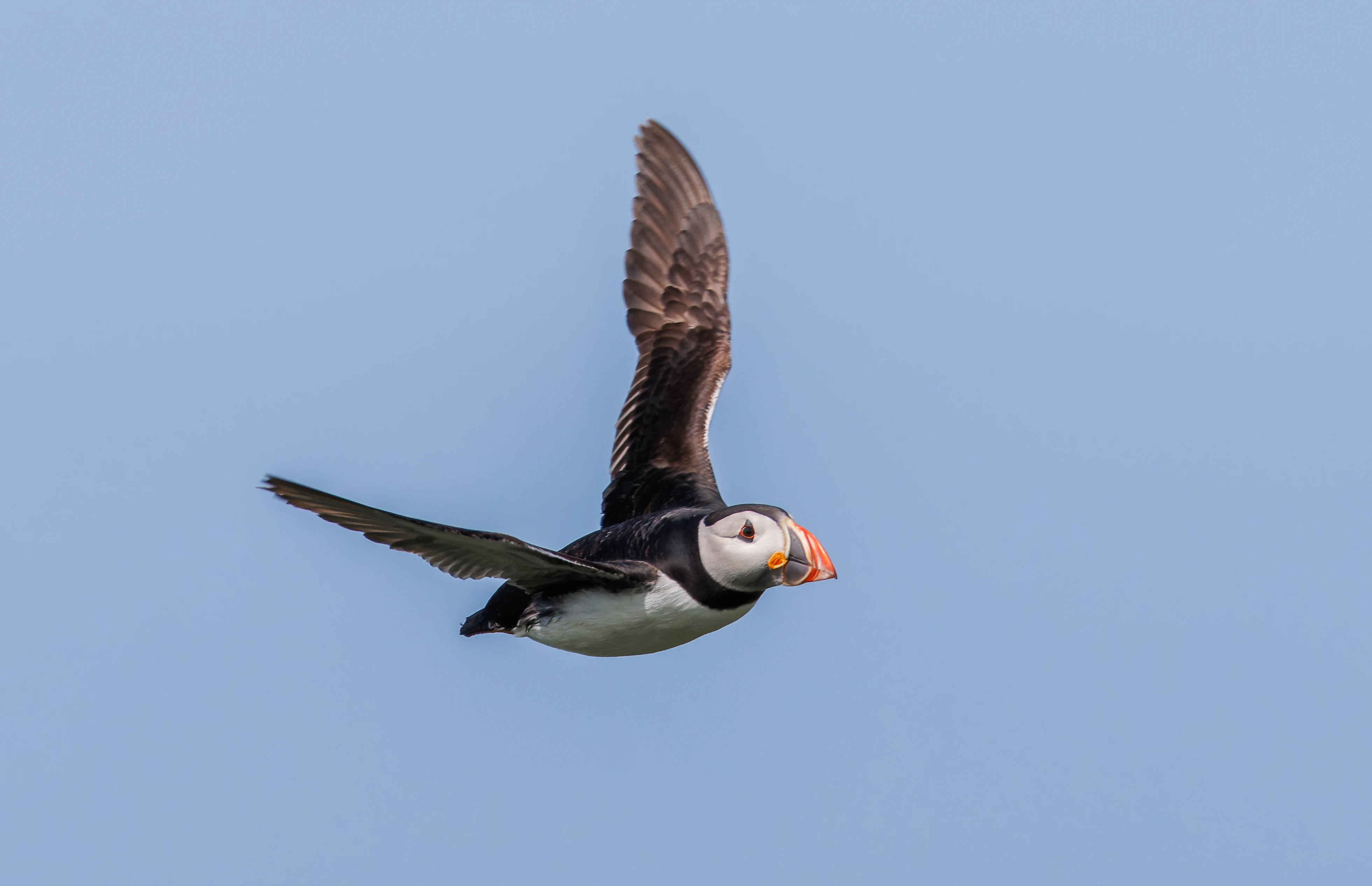 Puffin, Farne Islands, Seahouses, Northumberland, UK — photo by Orlando Prugel-Bennett