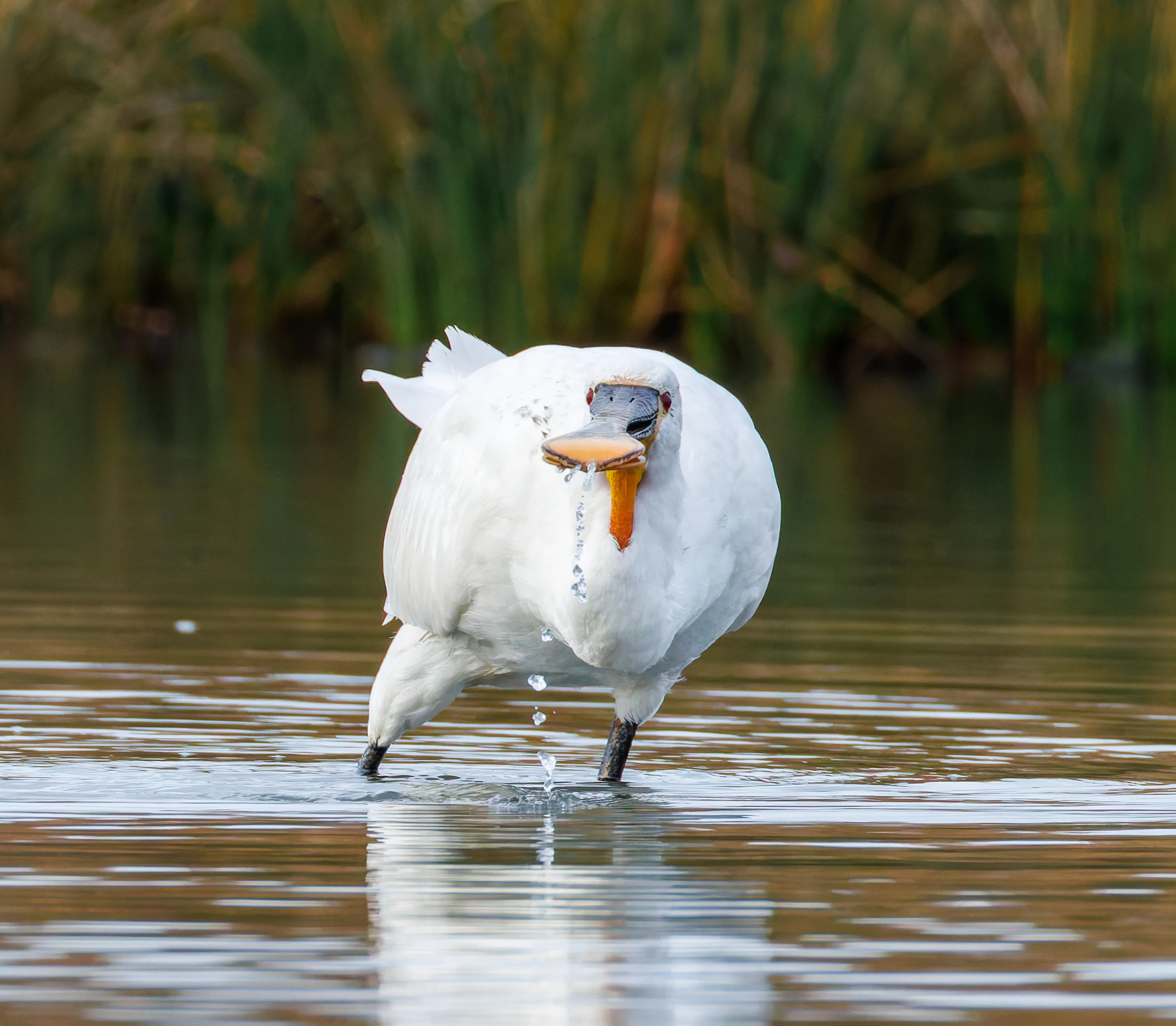 Spoonbill, Lymington, UK — photo by Orlando Prugel-Bennett