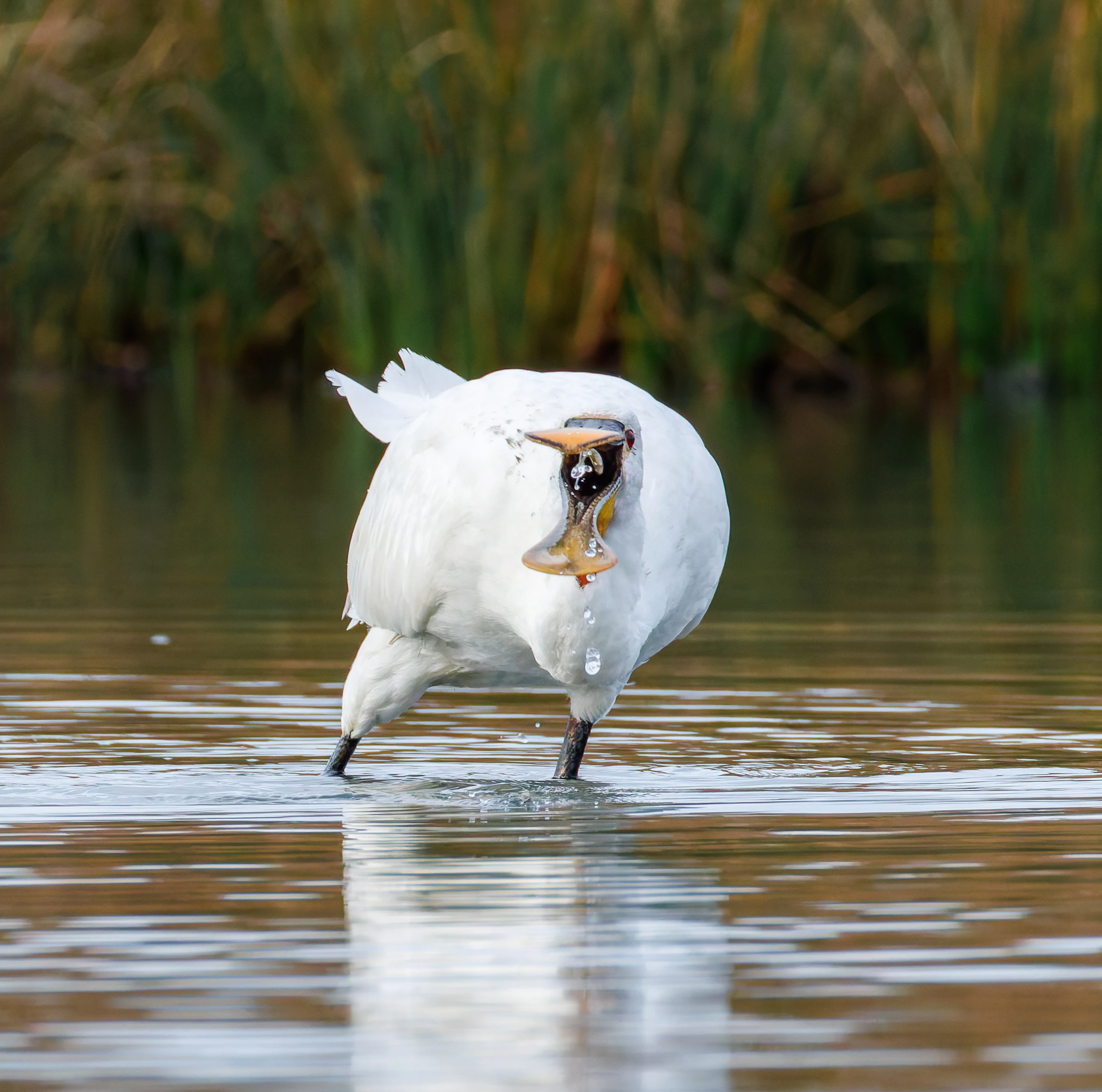 Spoonbill, Lymington, UK — photo by Orlando Prugel-Bennett