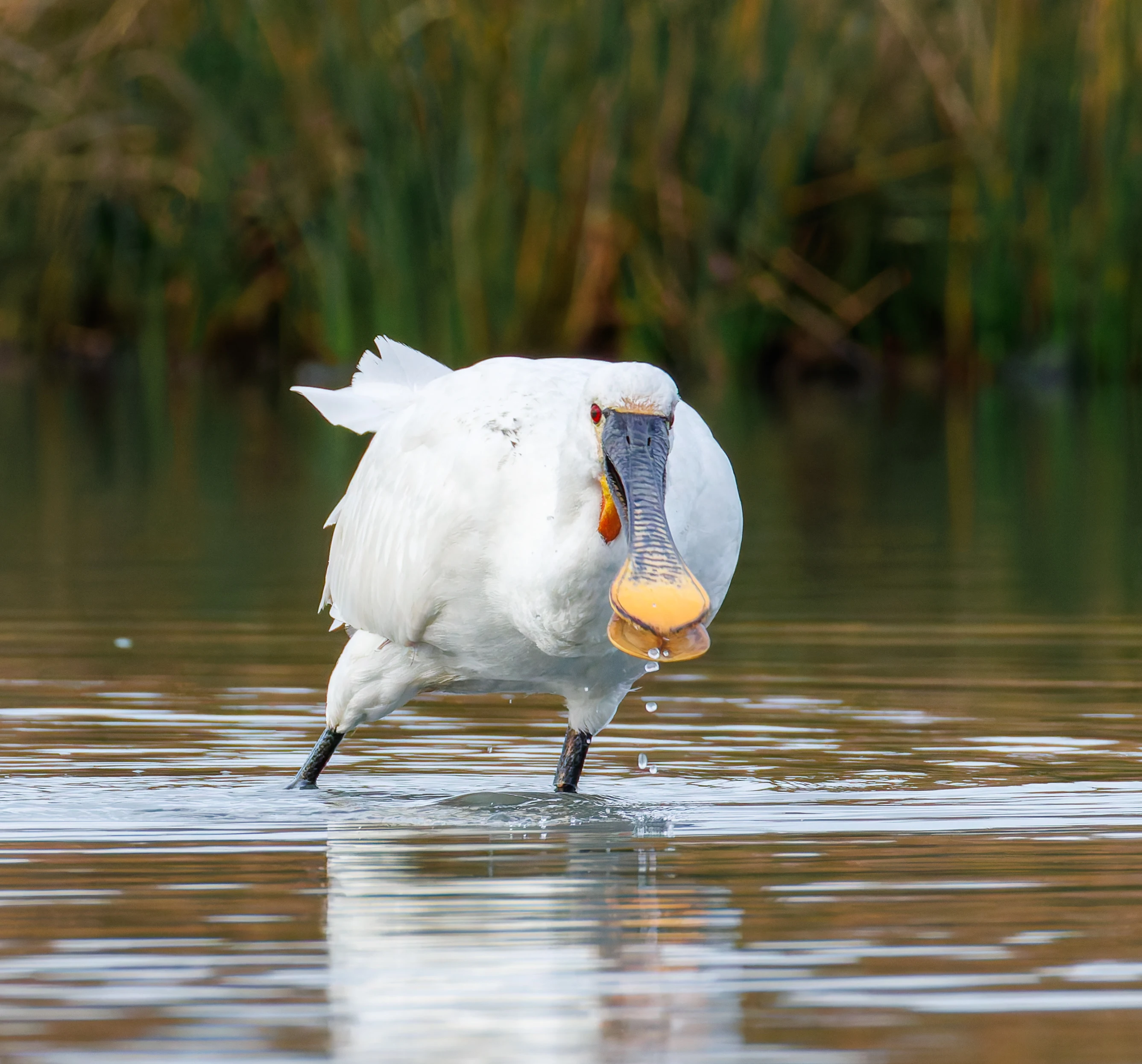 Spoonbill, Lymington, UK — photo by Orlando Prugel-Bennett