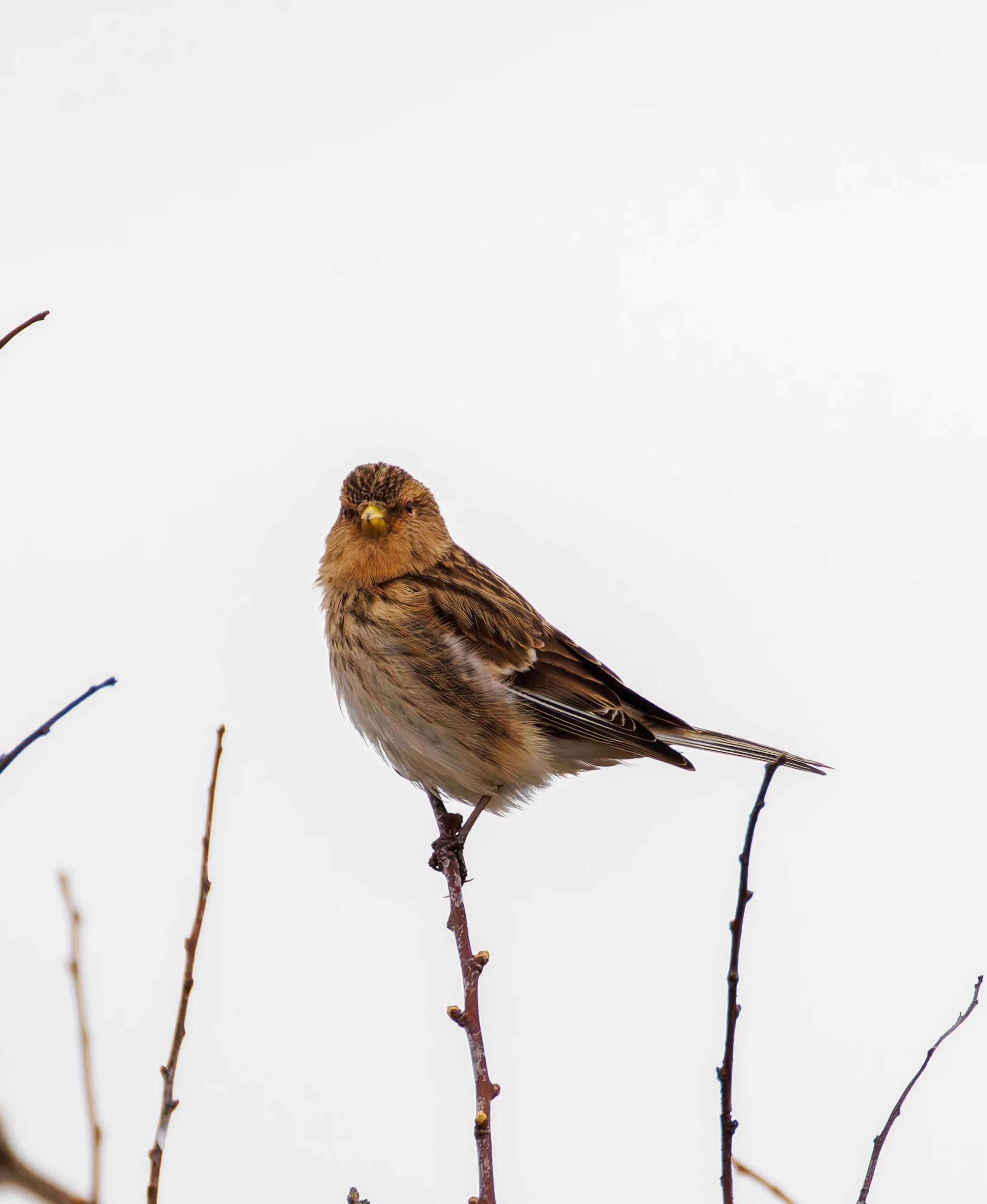 Twite, Pilling, Lancashire, UK — photo by Orlando Prugel-Bennett