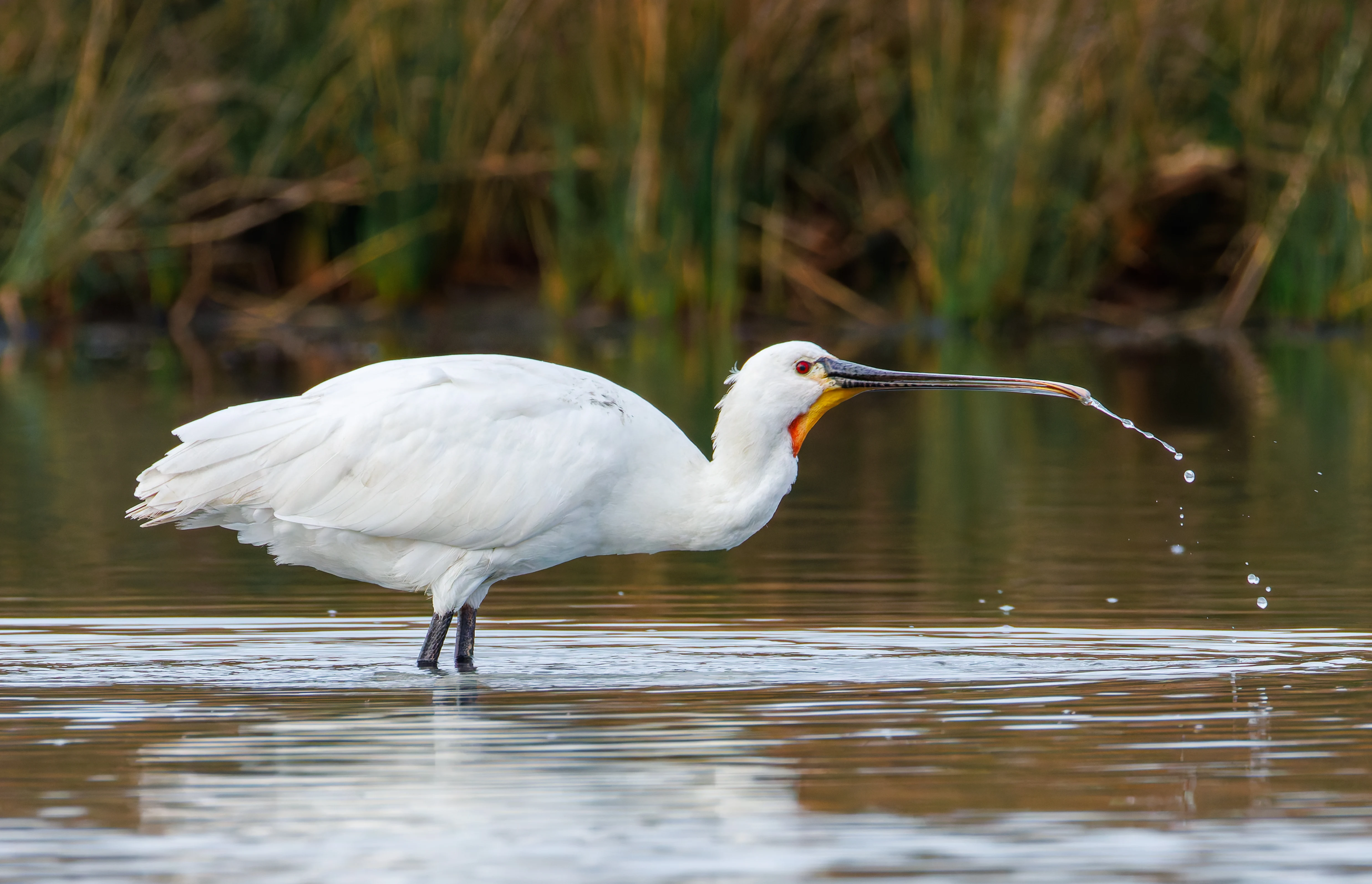 Spoonbill, Lymington, UK — photo by Orlando Prugel-Bennett