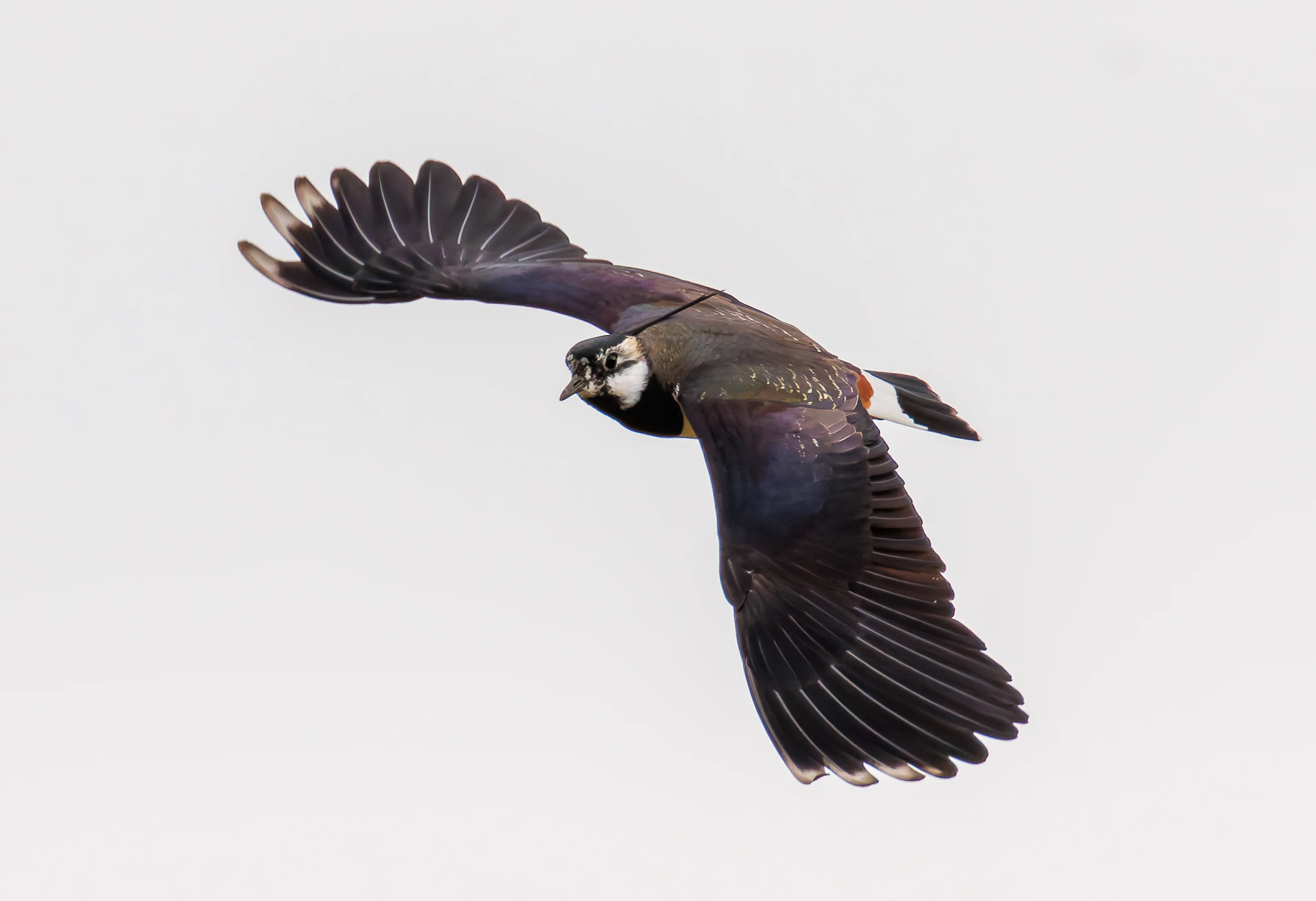 Lapwing, Pilling, Lancashire, UK — photo by Orlando Prugel-Bennett