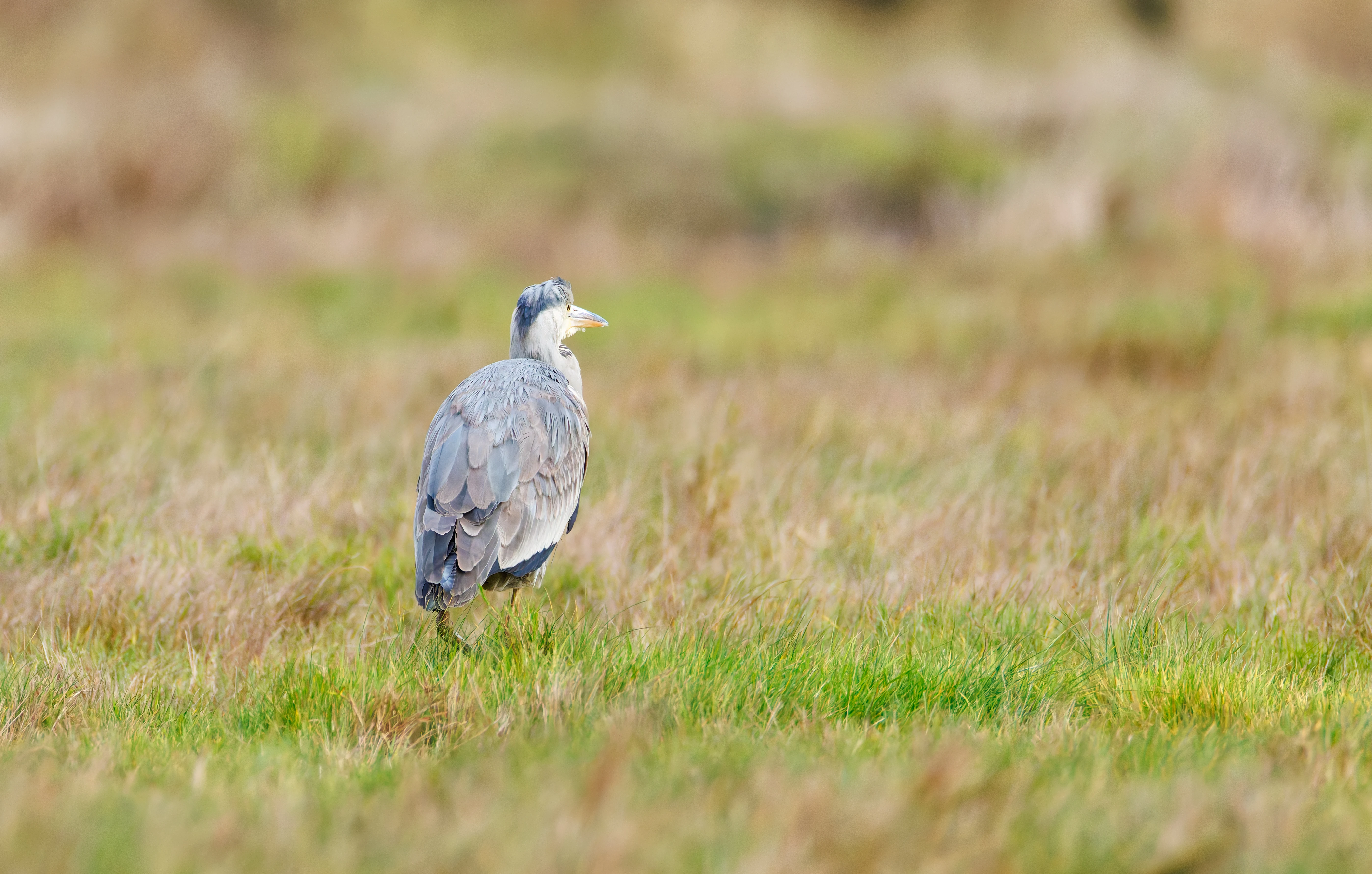 Gray Heron, Lymington, UK — photo by Orlando Prugel-Bennett