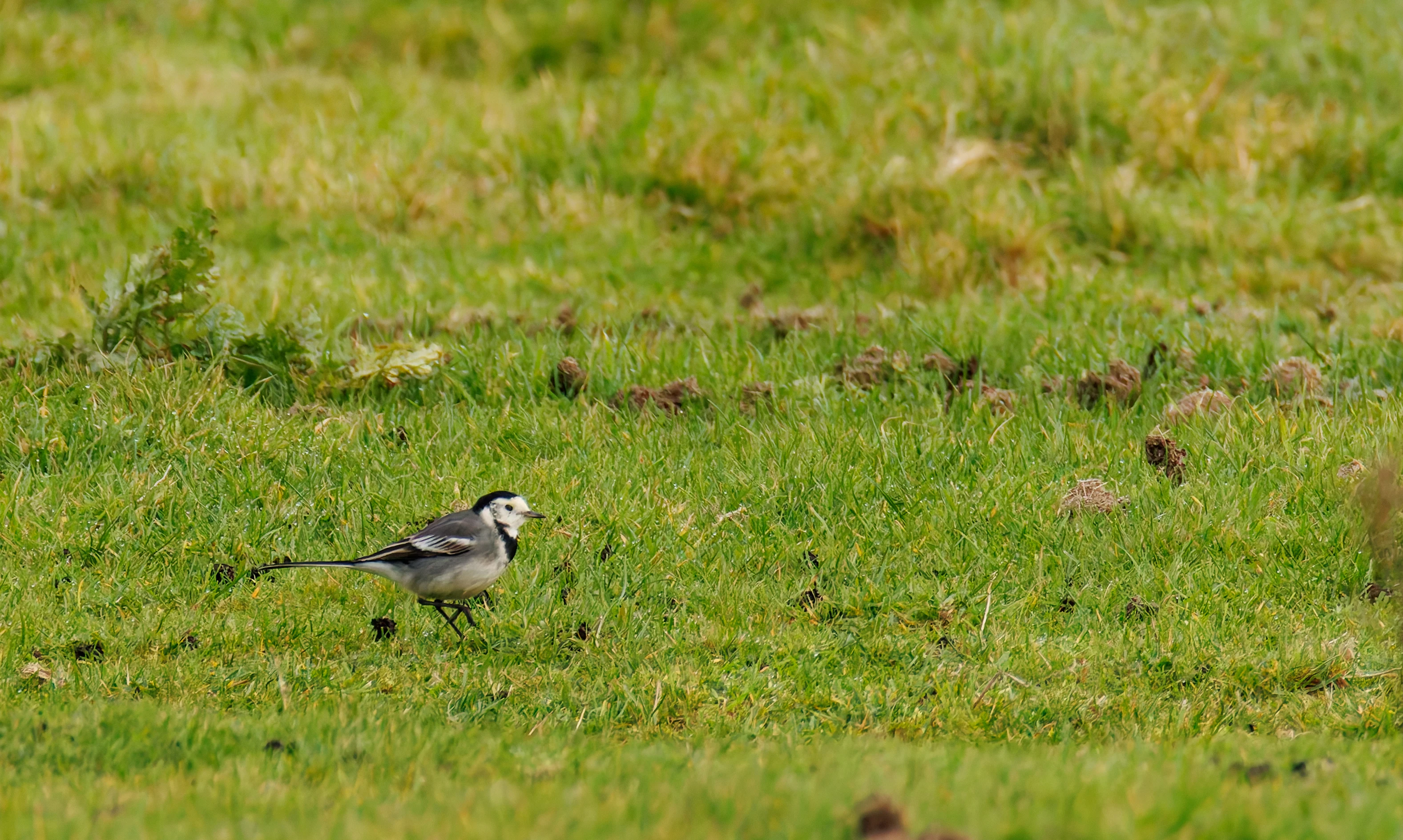 Pied Wagtail, Lymington, UK — photo by Orlando Prugel-Bennett
