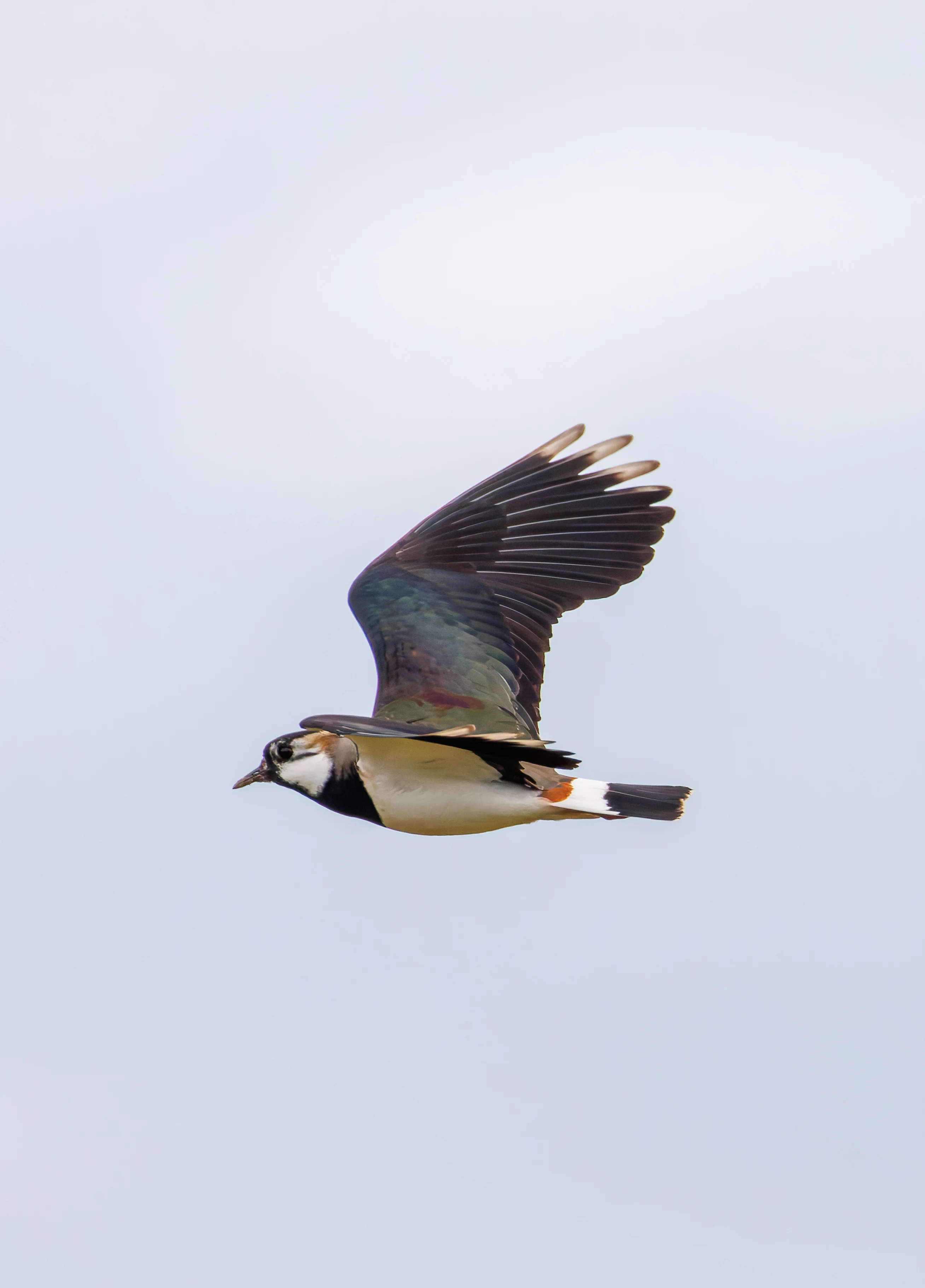 Lapwing, Pilling, Lancashire, UK — photo by Orlando Prugel-Bennett