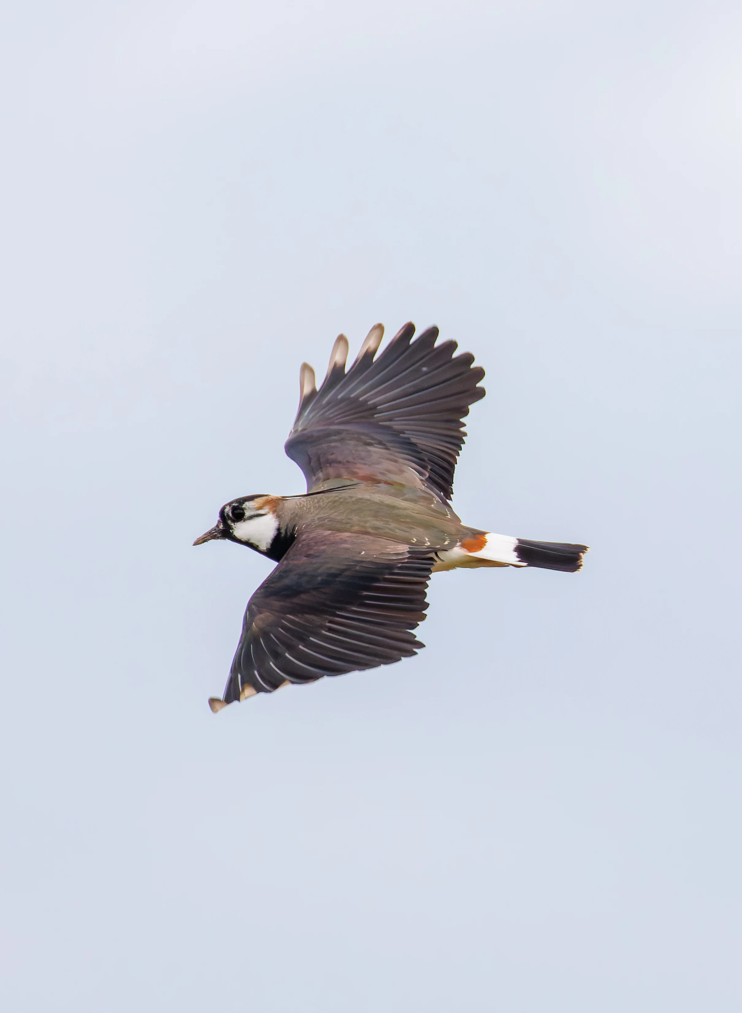 Lapwing, Pilling, Lancashire, UK — photo by Orlando Prugel-Bennett
