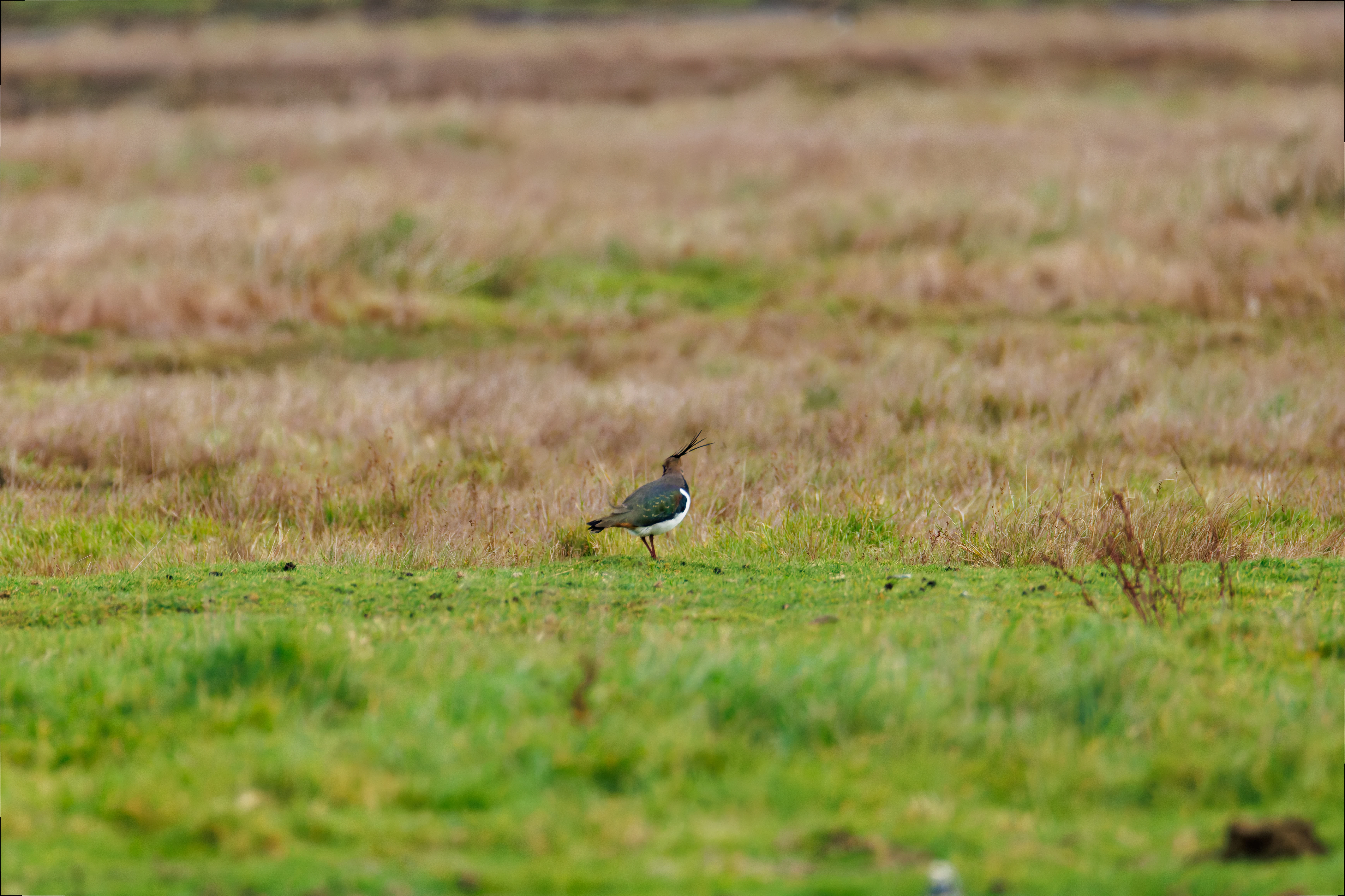 Lapwing, Lymington, UK — photo by Orlando Prugel-Bennett