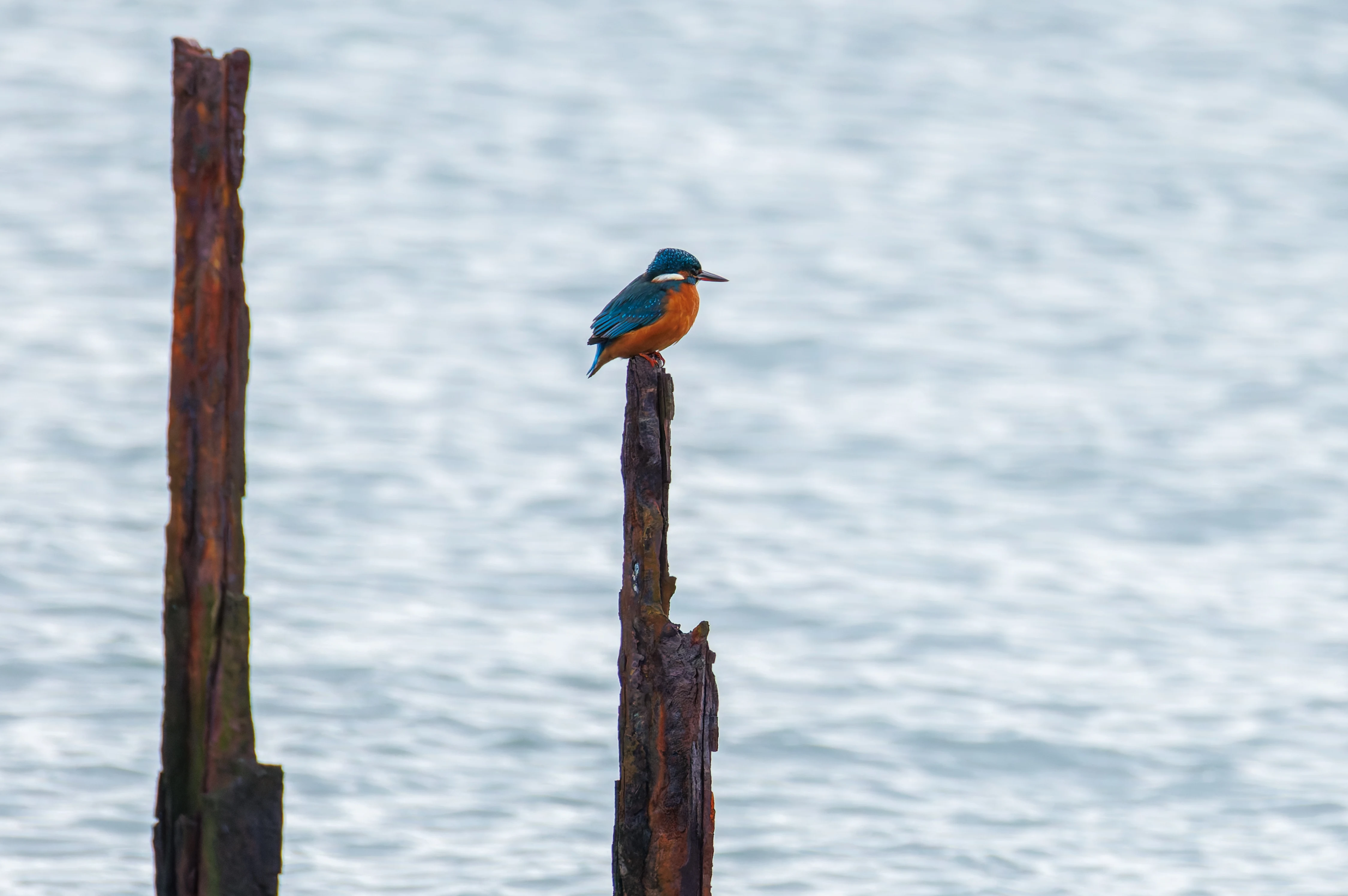 Kingfisher, Lymington, UK — photo by Orlando Prugel-Bennett