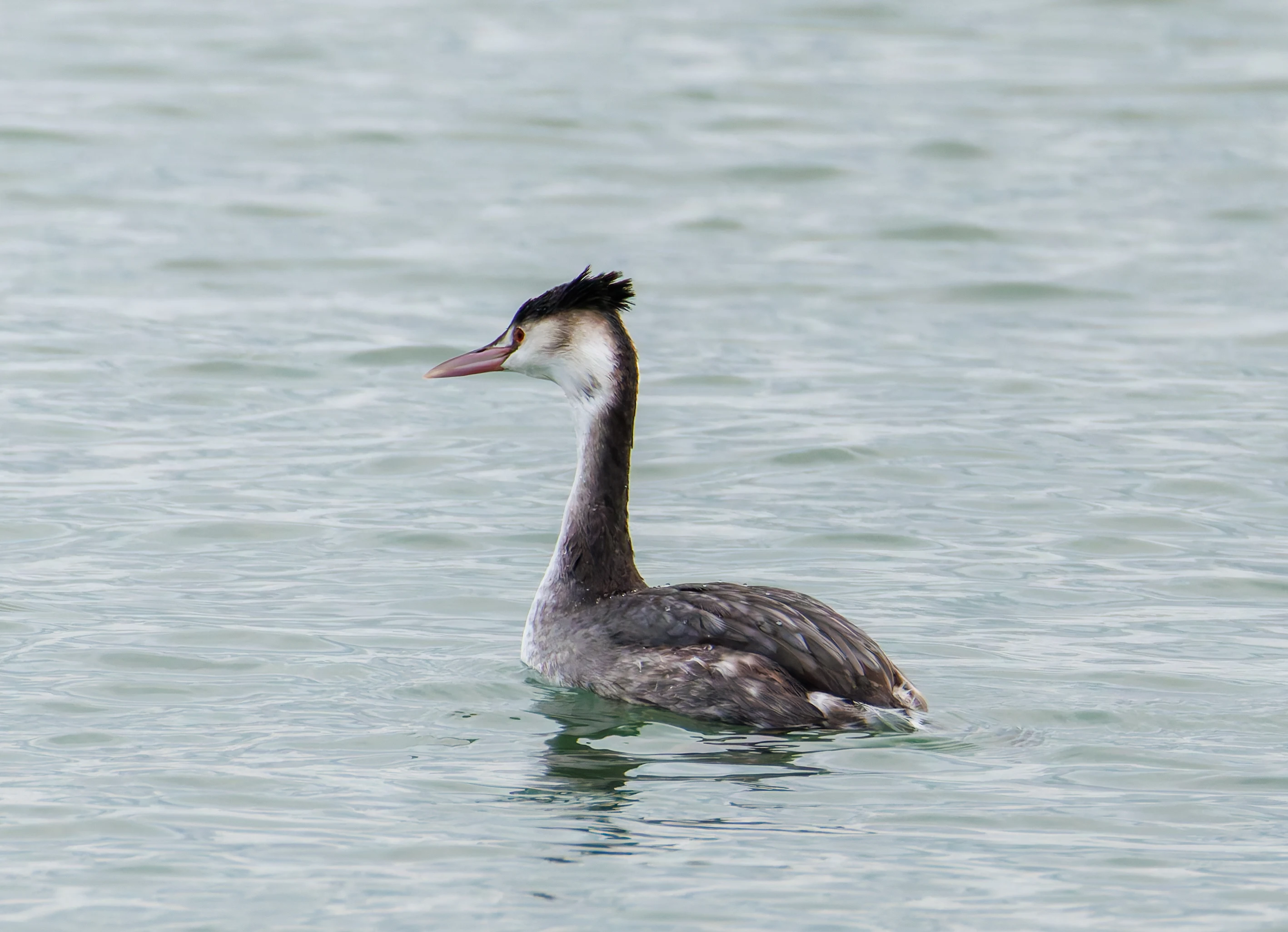 Great Crested Grebe, Lymington, UK — photo by Orlando Prugel-Bennett