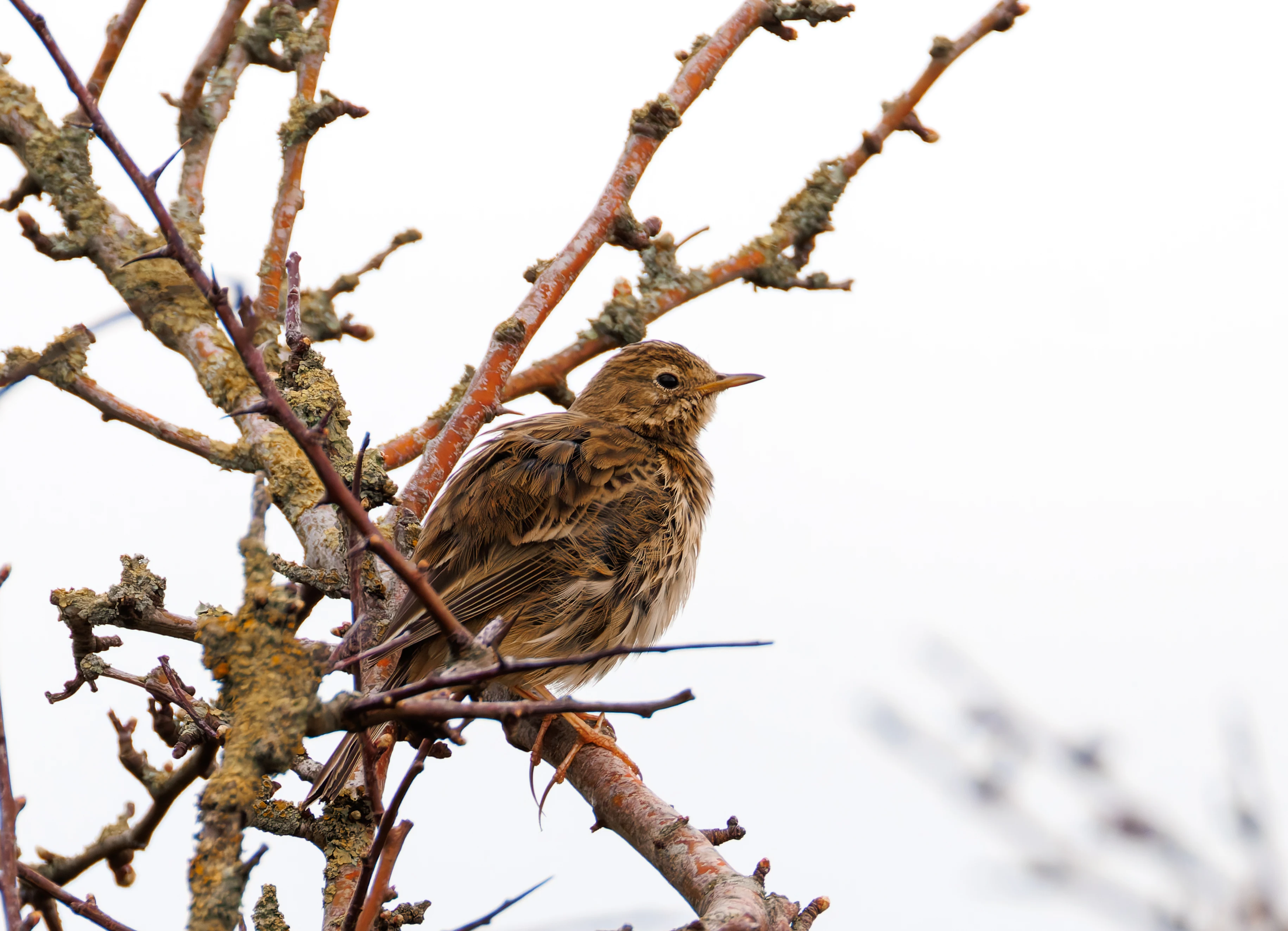 Meadow Pipit, Pilling, Lancashire, UK — photo by Orlando Prugel-Bennett