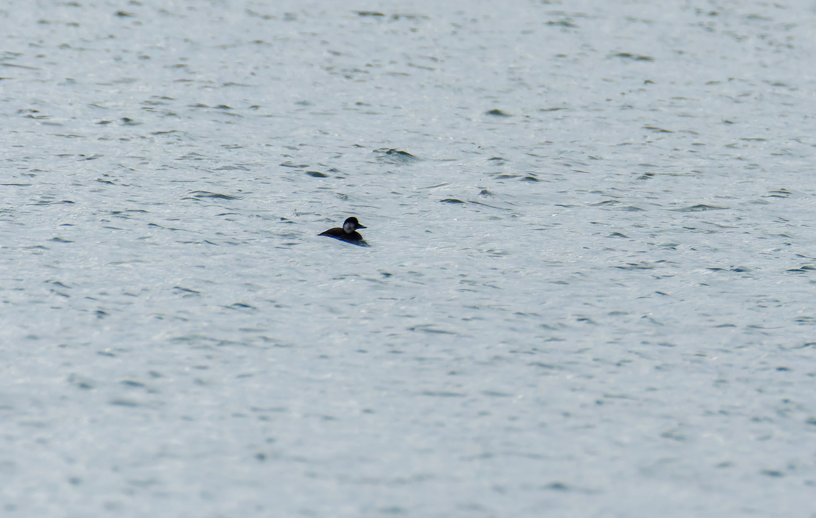 Common Scoter, Lymington, UK — photo by Orlando Prugel-Bennett