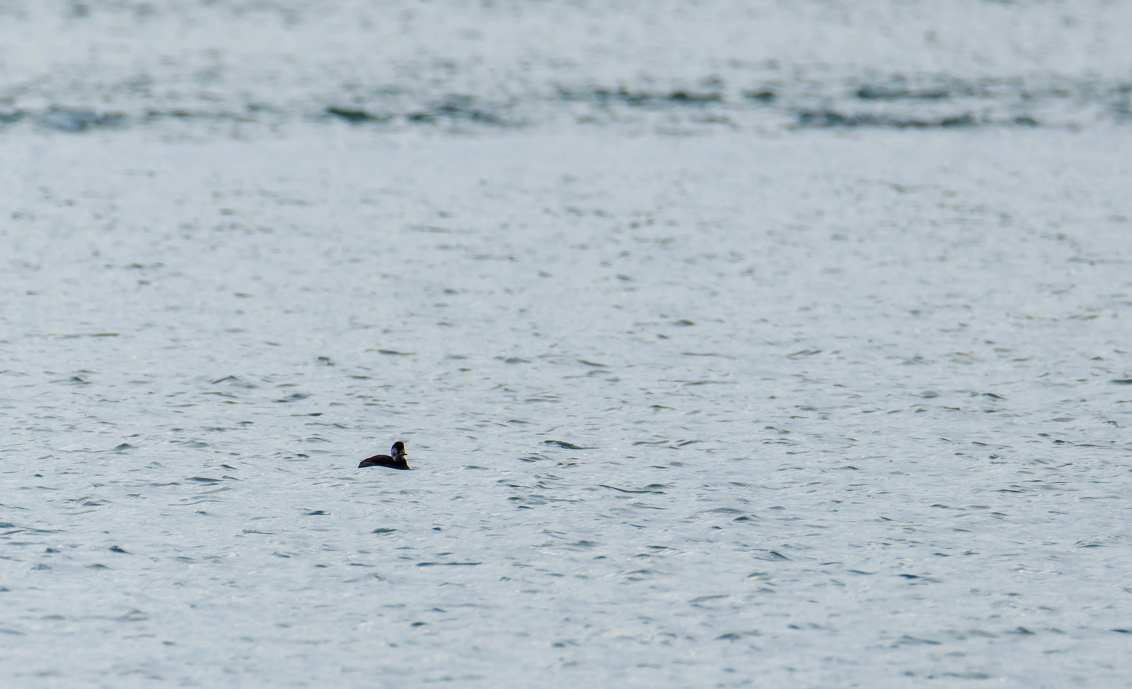 Common Scoter, Lymington, UK — photo by Orlando Prugel-Bennett