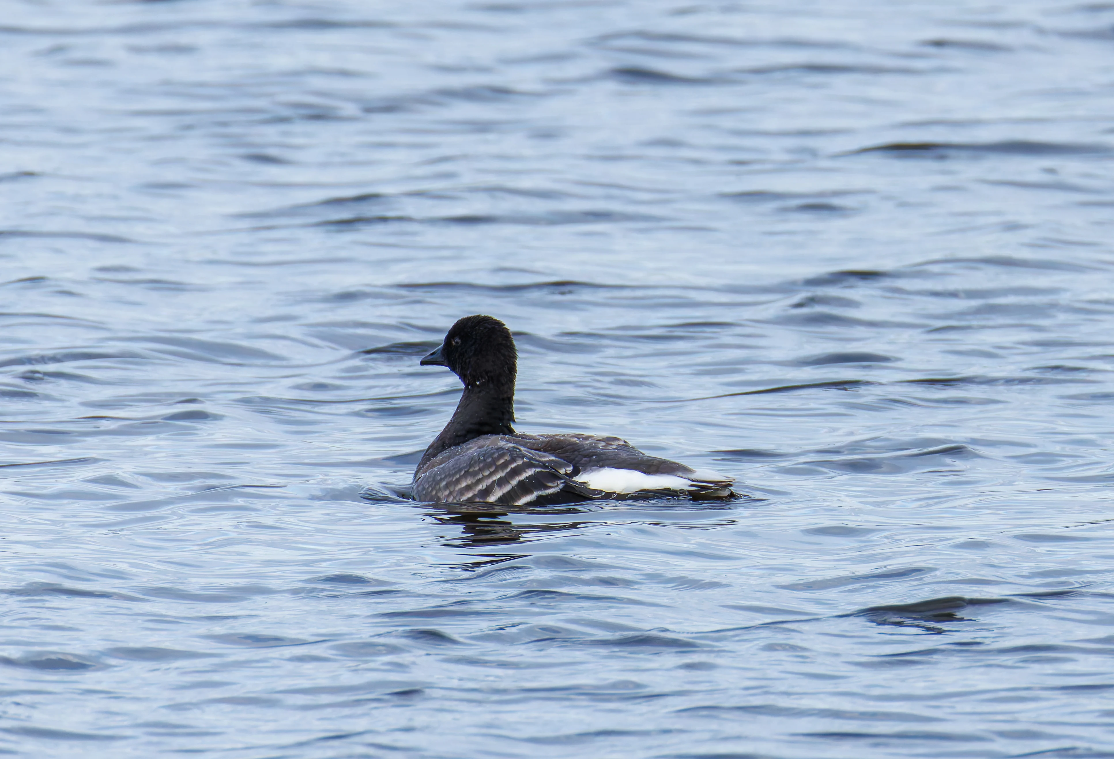 Brant Goose, Lymington, UK — photo by Orlando Prugel-Bennett