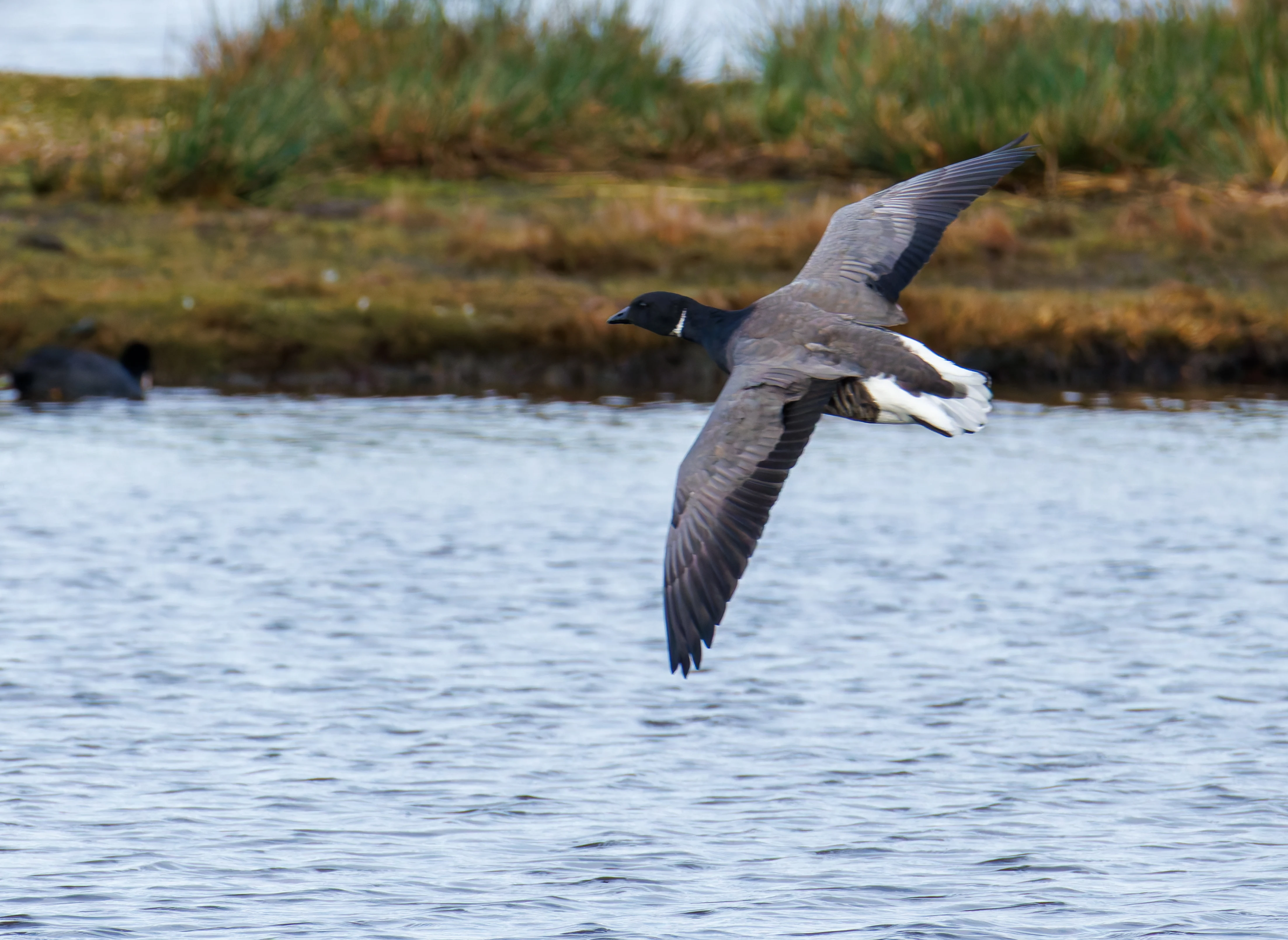 Brant Goose, Lymington, UK — photo by Orlando Prugel-Bennett