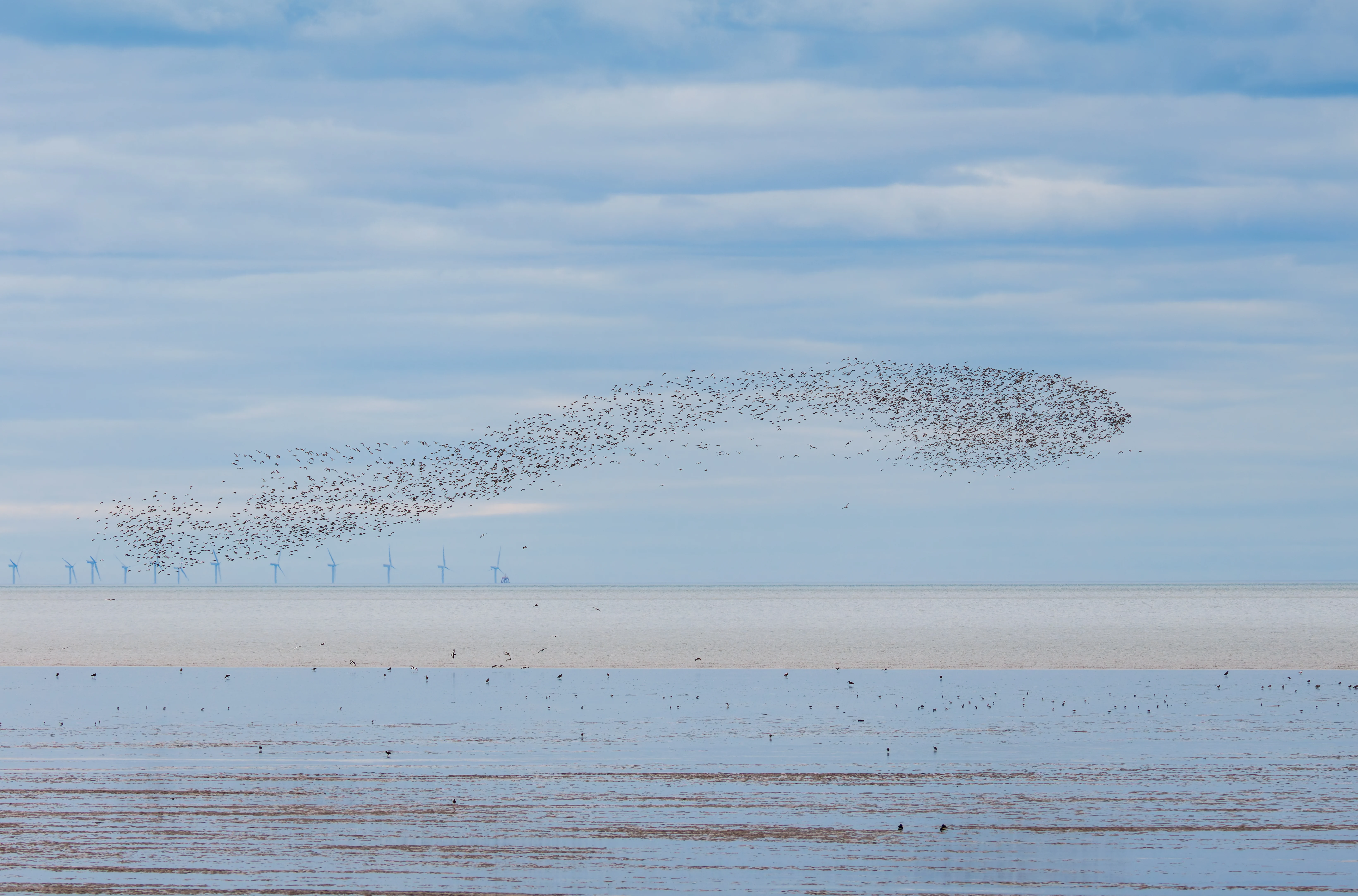 Wader Murmuration, Pilling, Lancashire, UK — photo by Orlando Prugel-Bennett