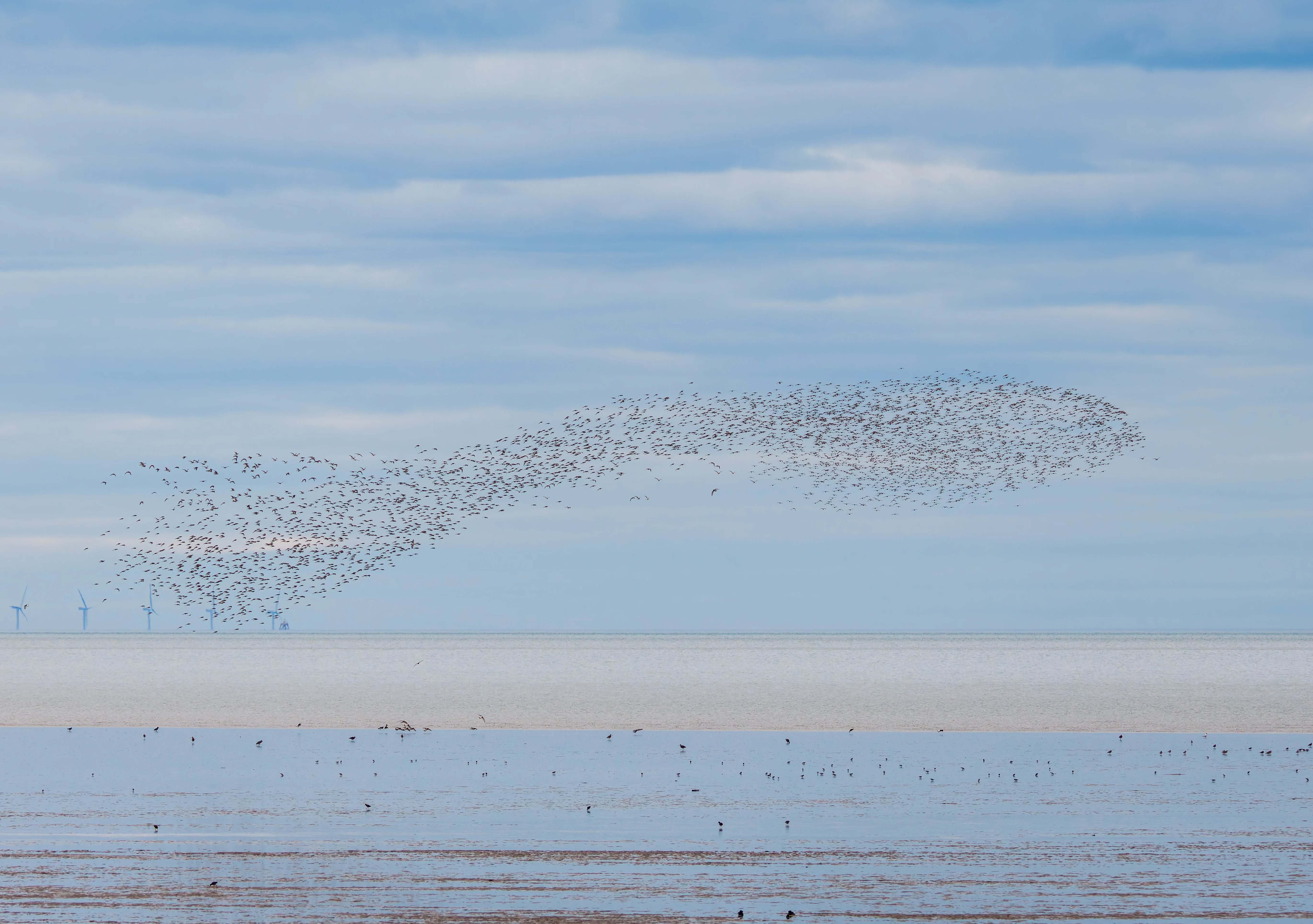 Wader Murmuration, Pilling, Lancashire, UK — photo by Orlando Prugel-Bennett