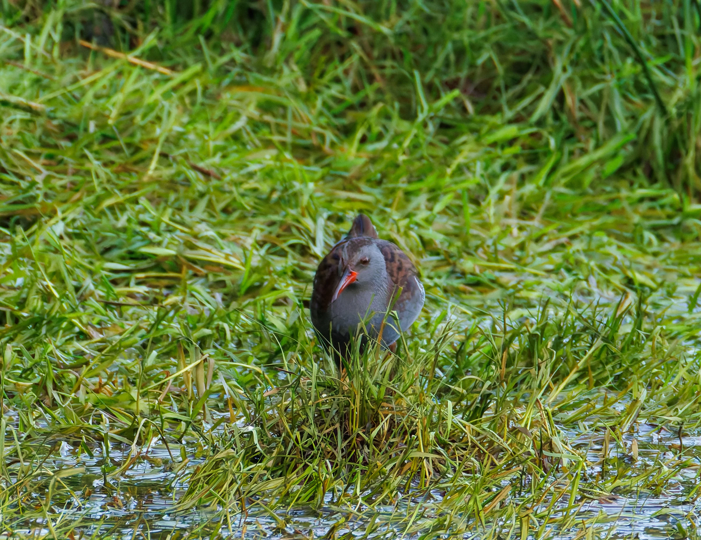 Water Rail, Lymington, UK — photo by Orlando Prugel-Bennett