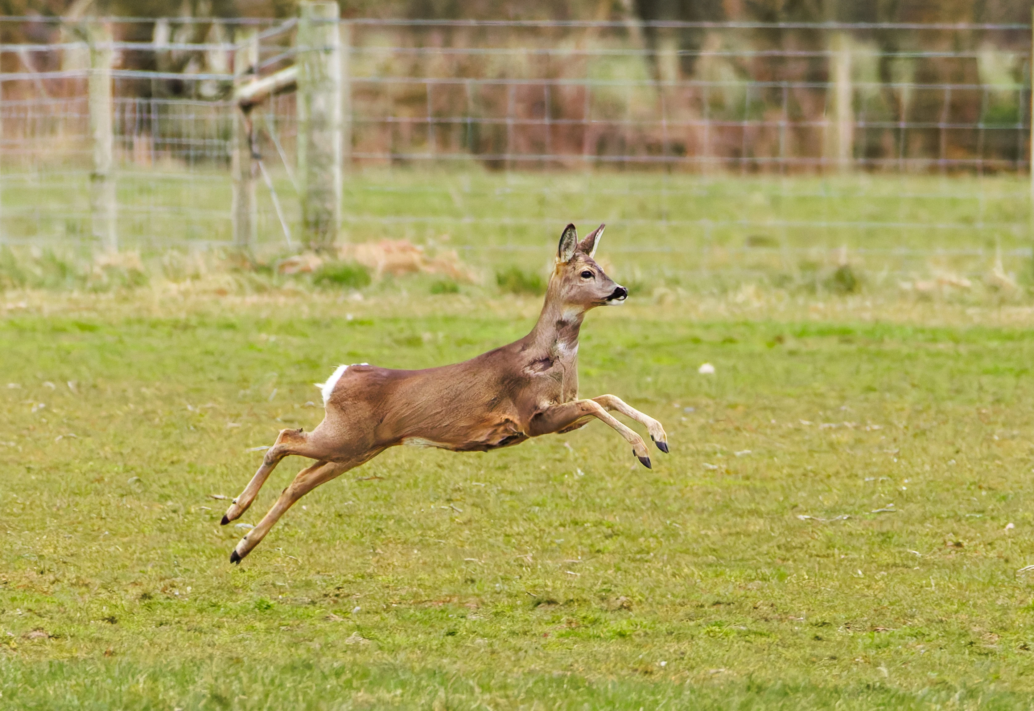 Roe Deer, Pilling, Lancashire, UK — photo by Orlando Prugel-Bennett