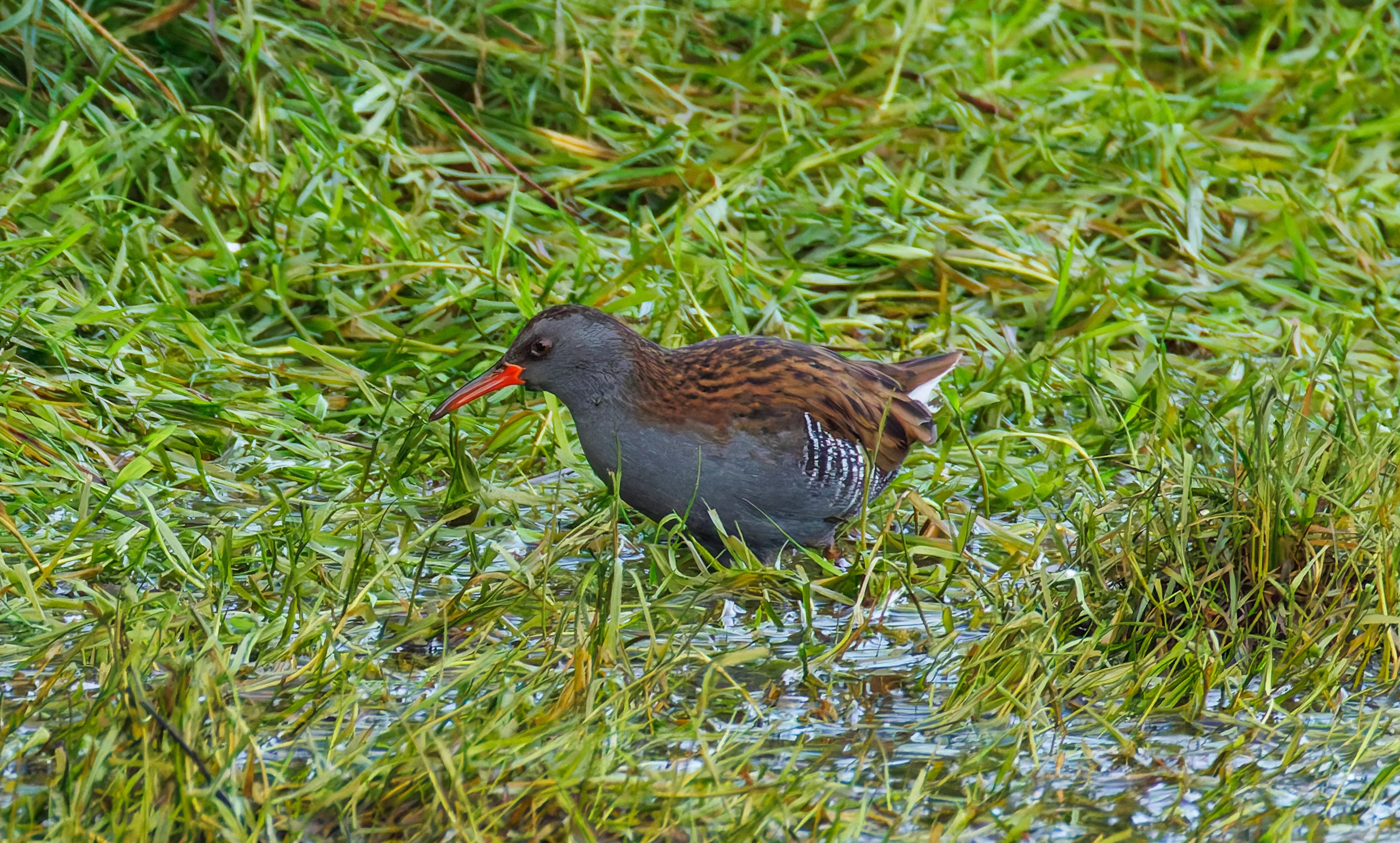 Water Rail, Lymington, UK — photo by Orlando Prugel-Bennett