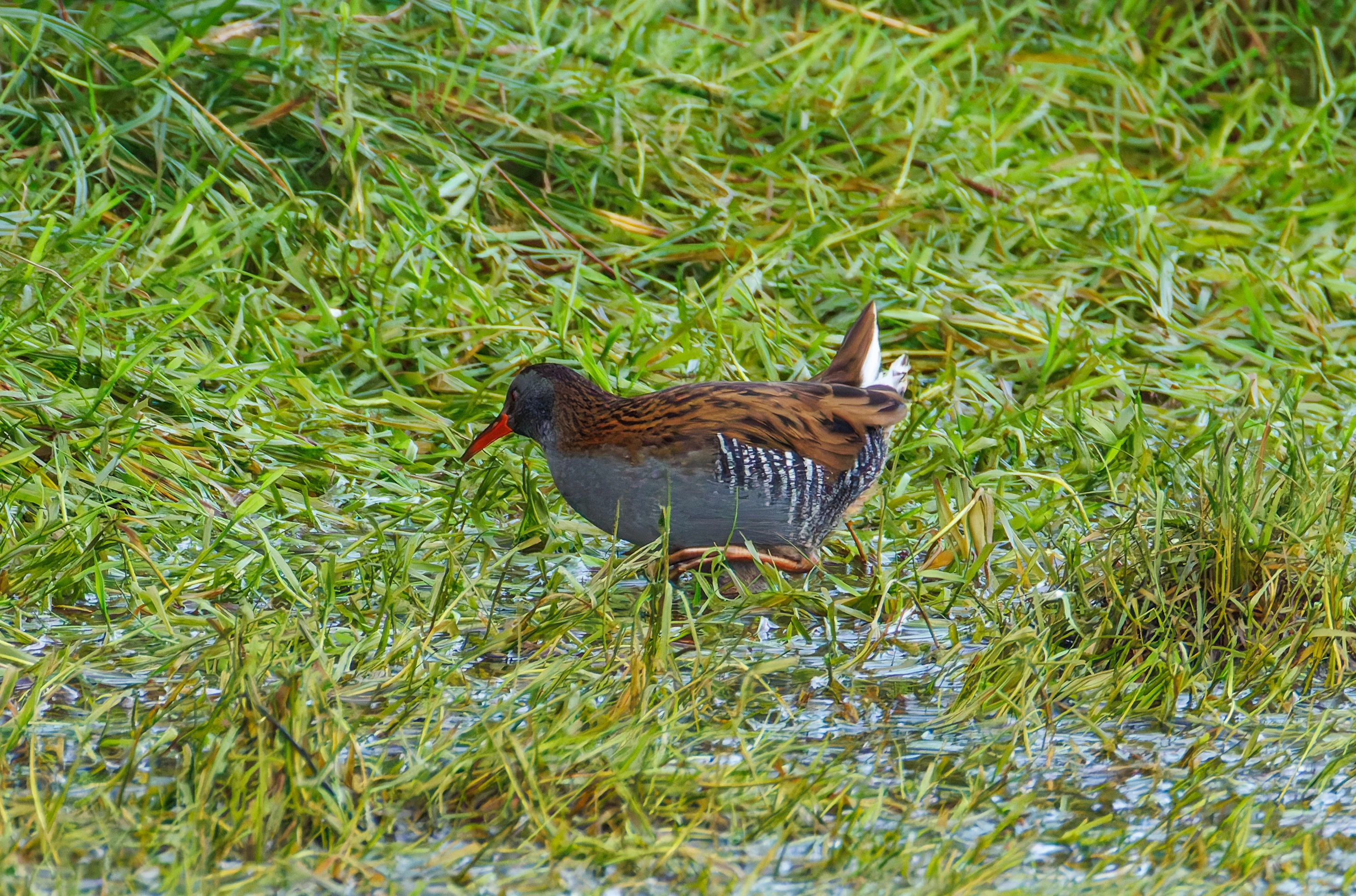 Water Rail, Lymington, UK — photo by Orlando Prugel-Bennett