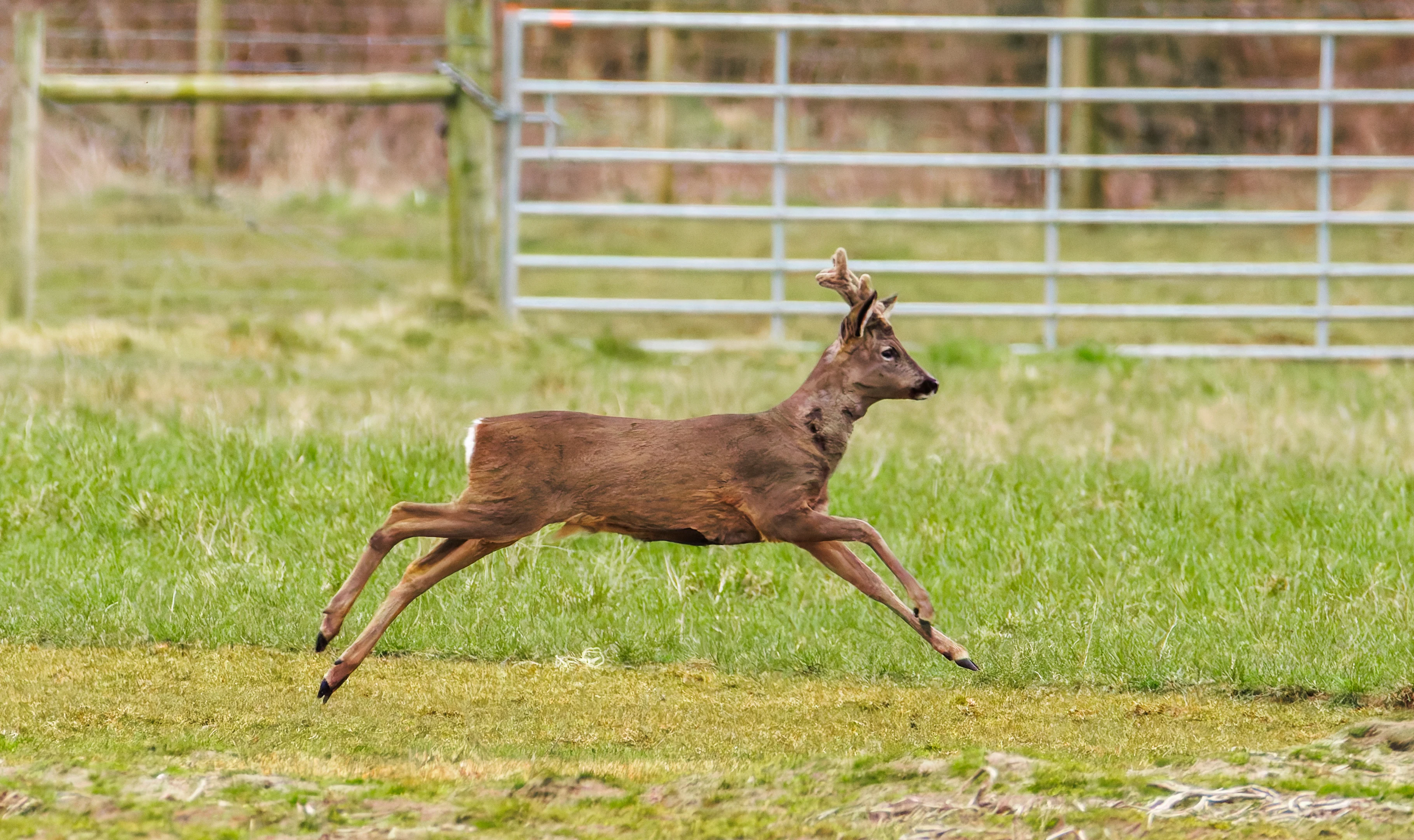Roe Deer, Pilling, Lancashire, UK — photo by Orlando Prugel-Bennett