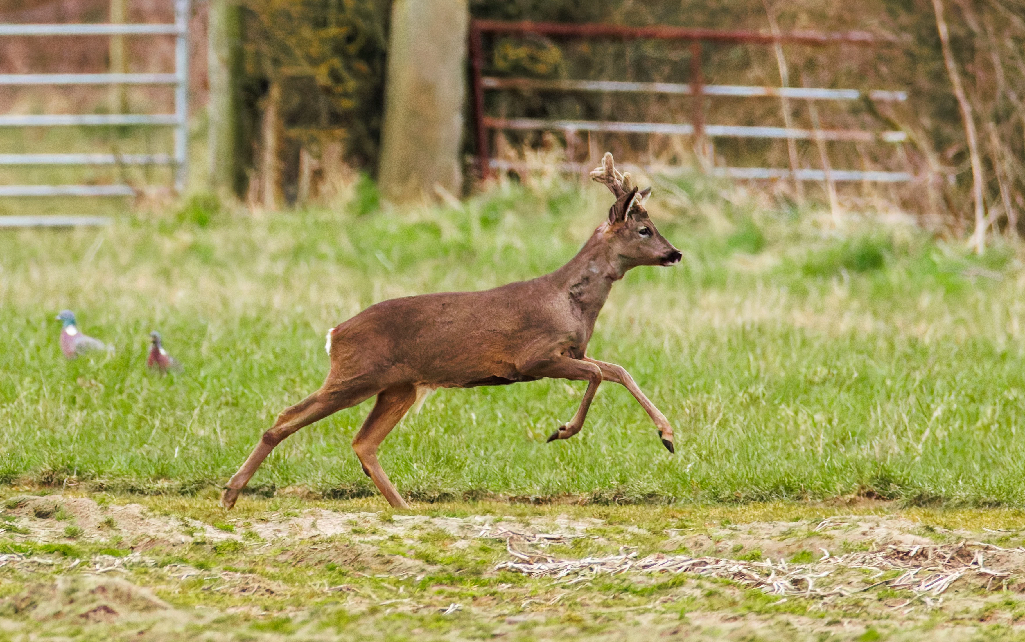 Roe Deer, Pilling, Lancashire, UK — photo by Orlando Prugel-Bennett