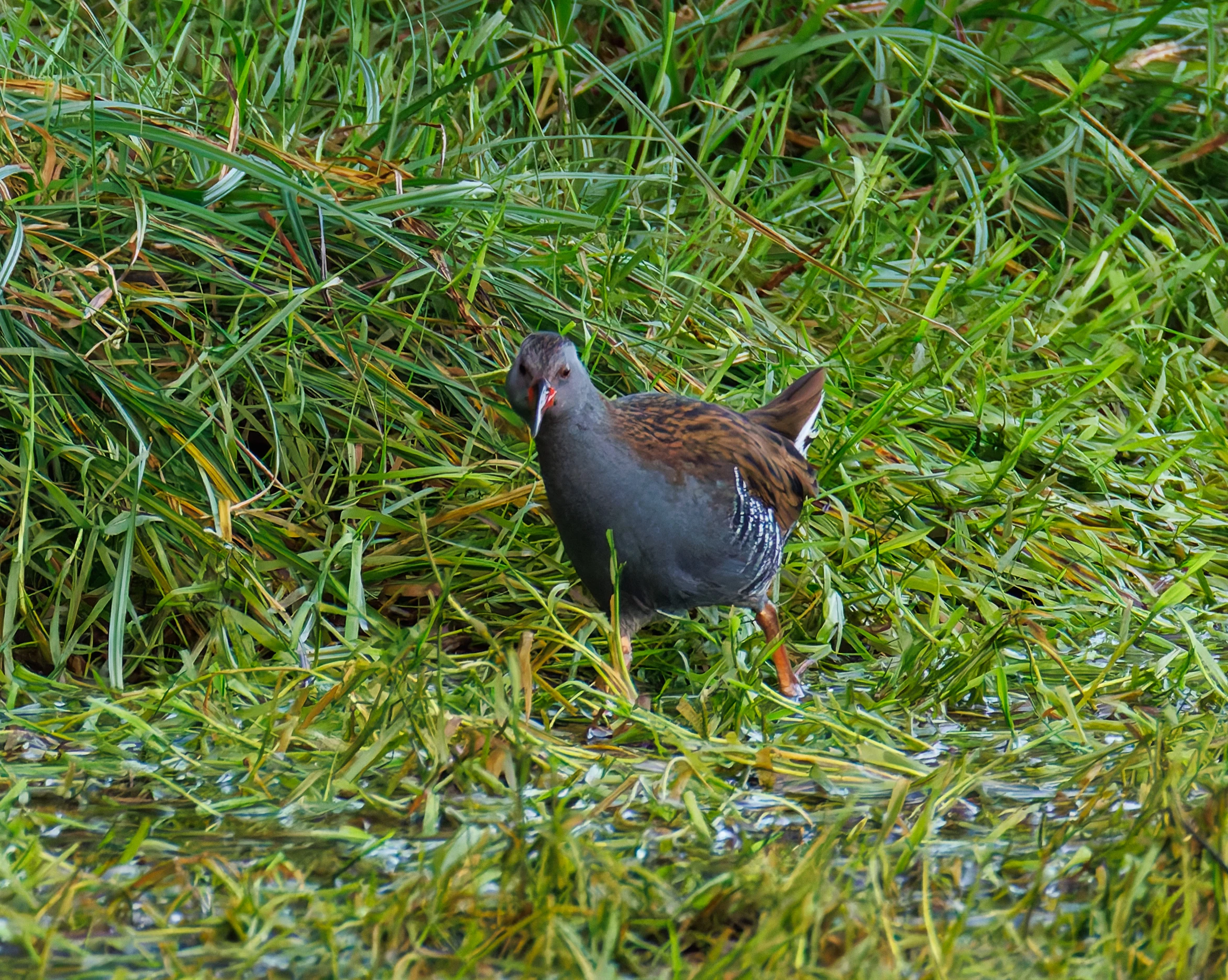 Water Rail, Lymington, UK — photo by Orlando Prugel-Bennett
