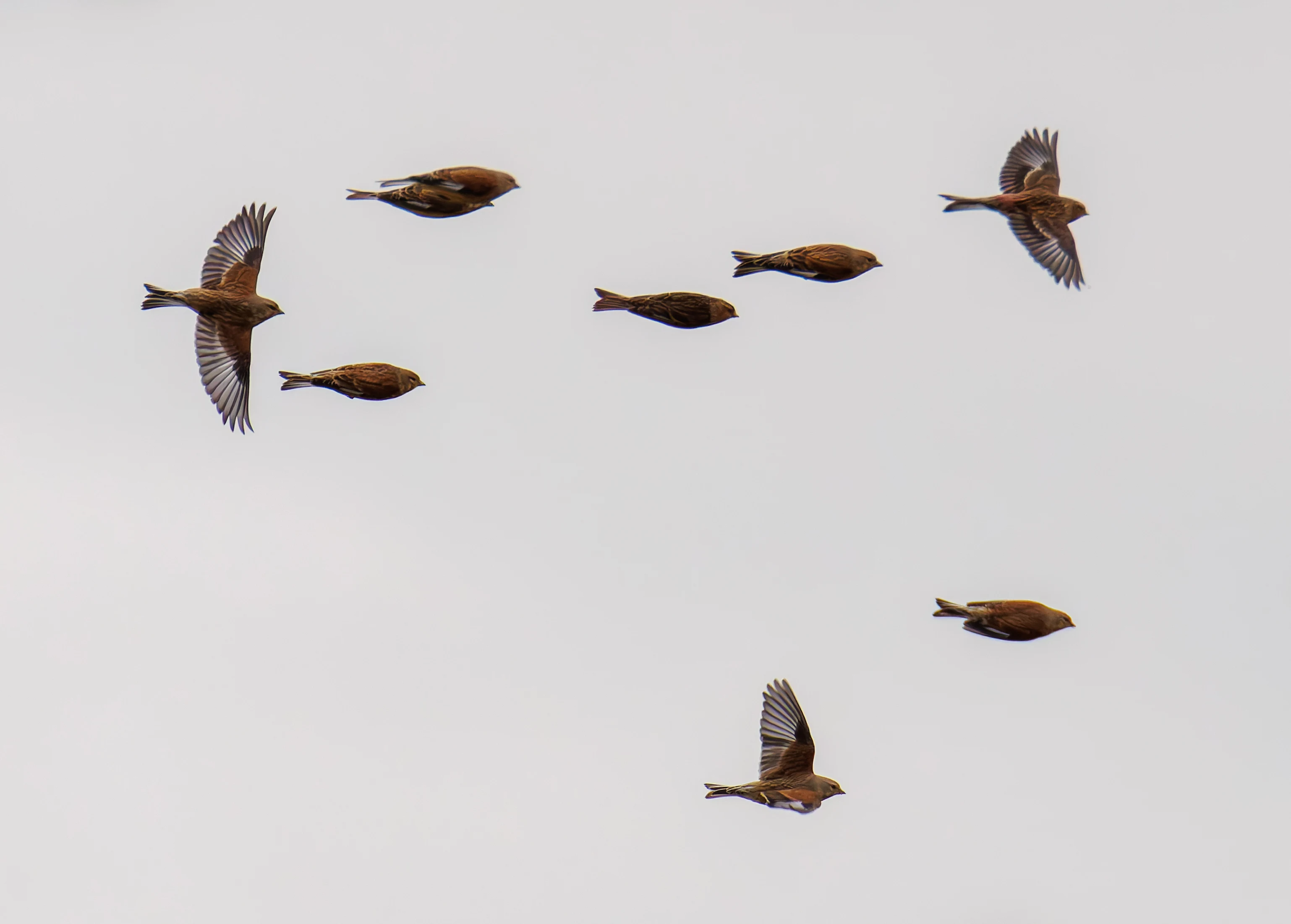 Twite, Pilling, Lancashire, UK — photo by Orlando Prugel-Bennett