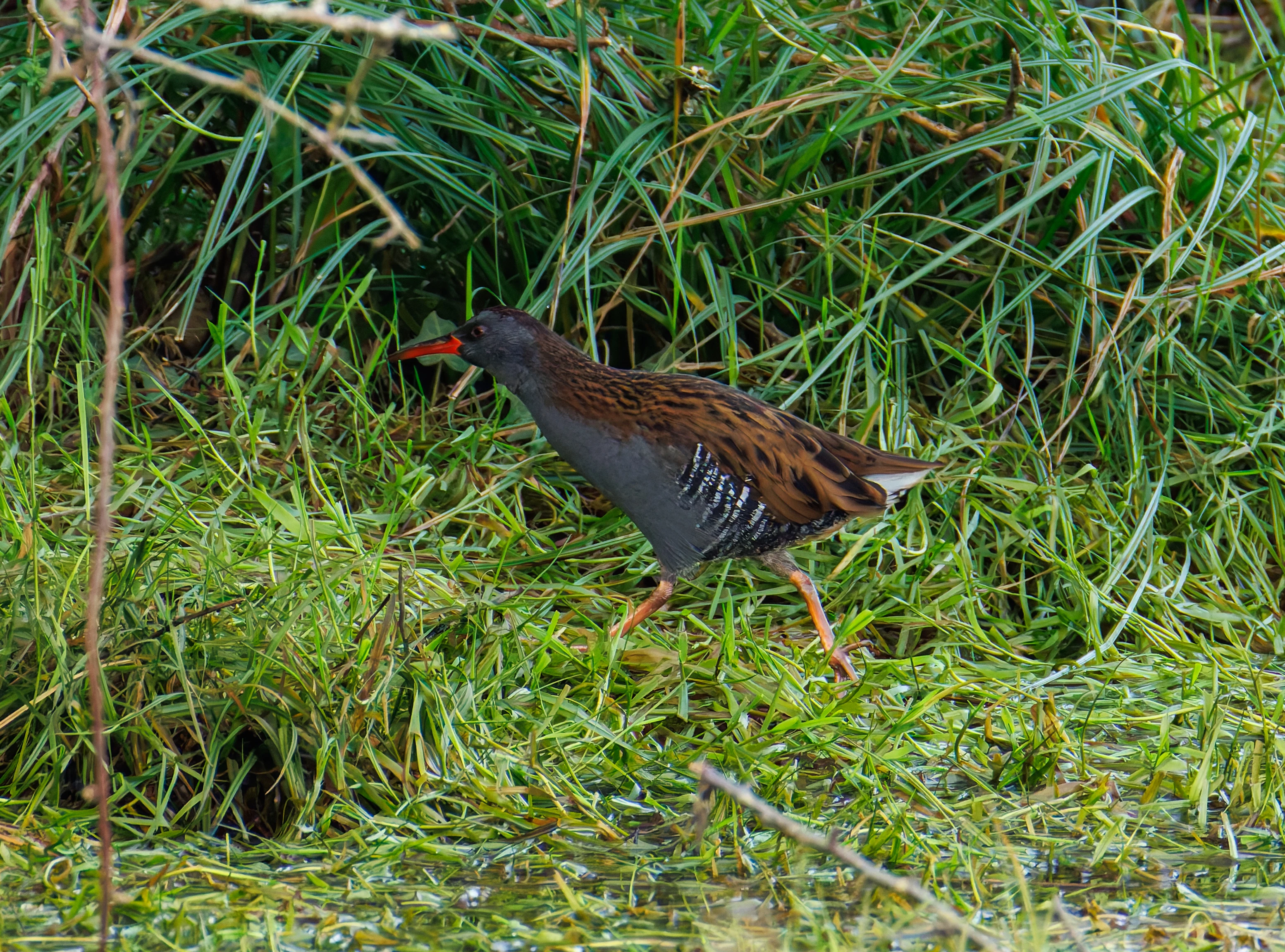 Water Rail, Lymington, UK — photo by Orlando Prugel-Bennett