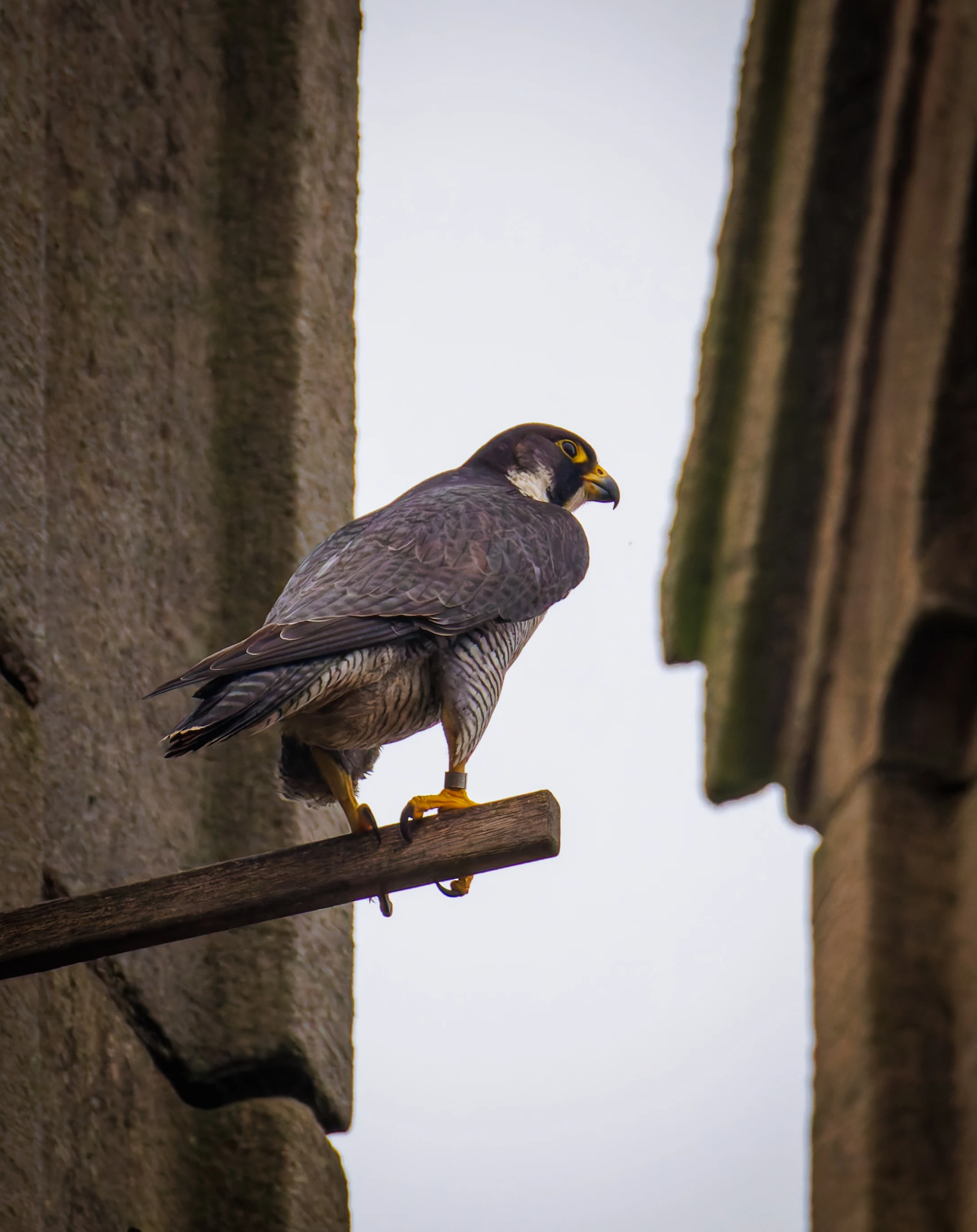 Peregrine Falcon, St George's Church, Sheffield, Sheffield, UK — photo by Orlando Prugel-Bennett