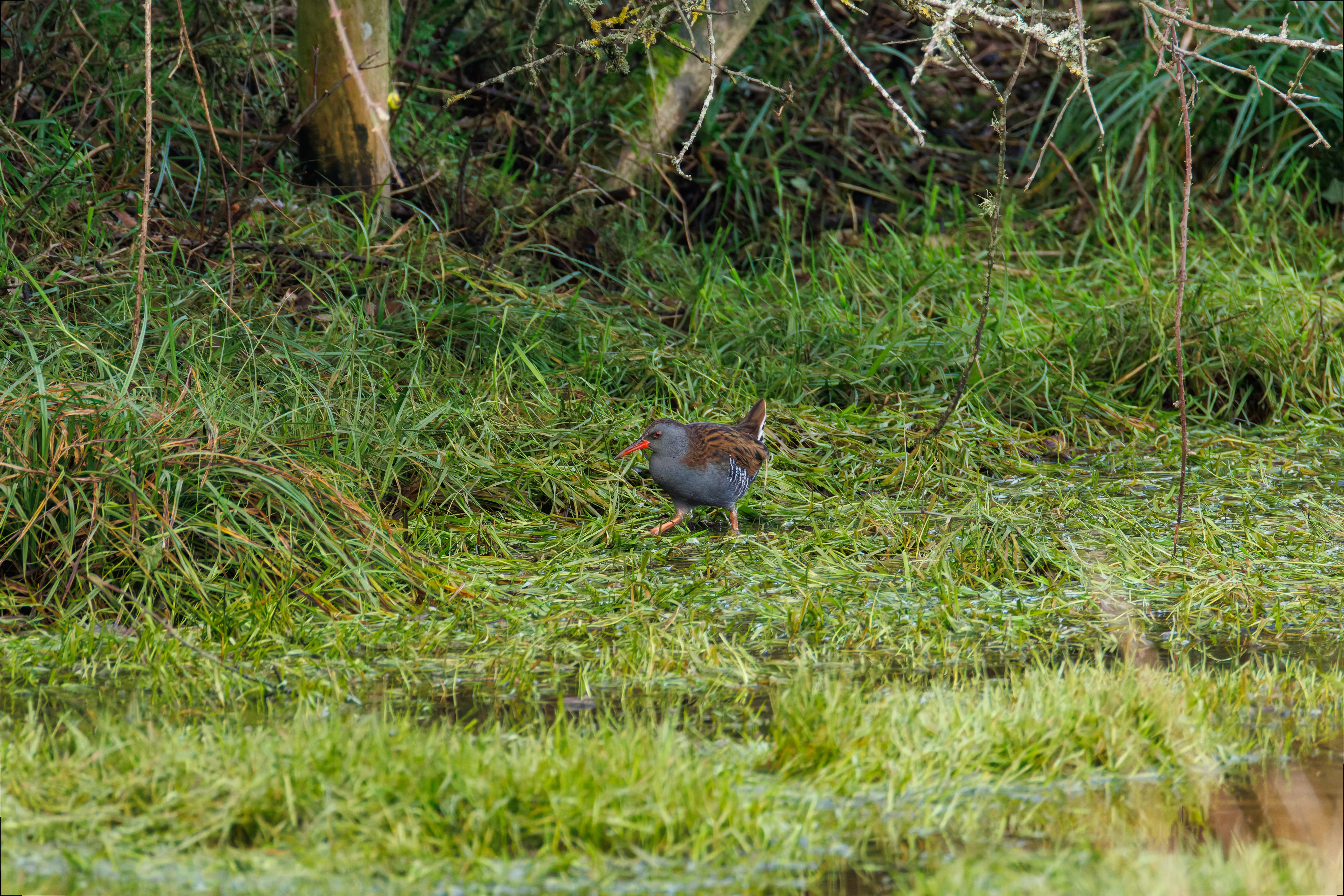 Water Rail, Lymington, UK — photo by Orlando Prugel-Bennett