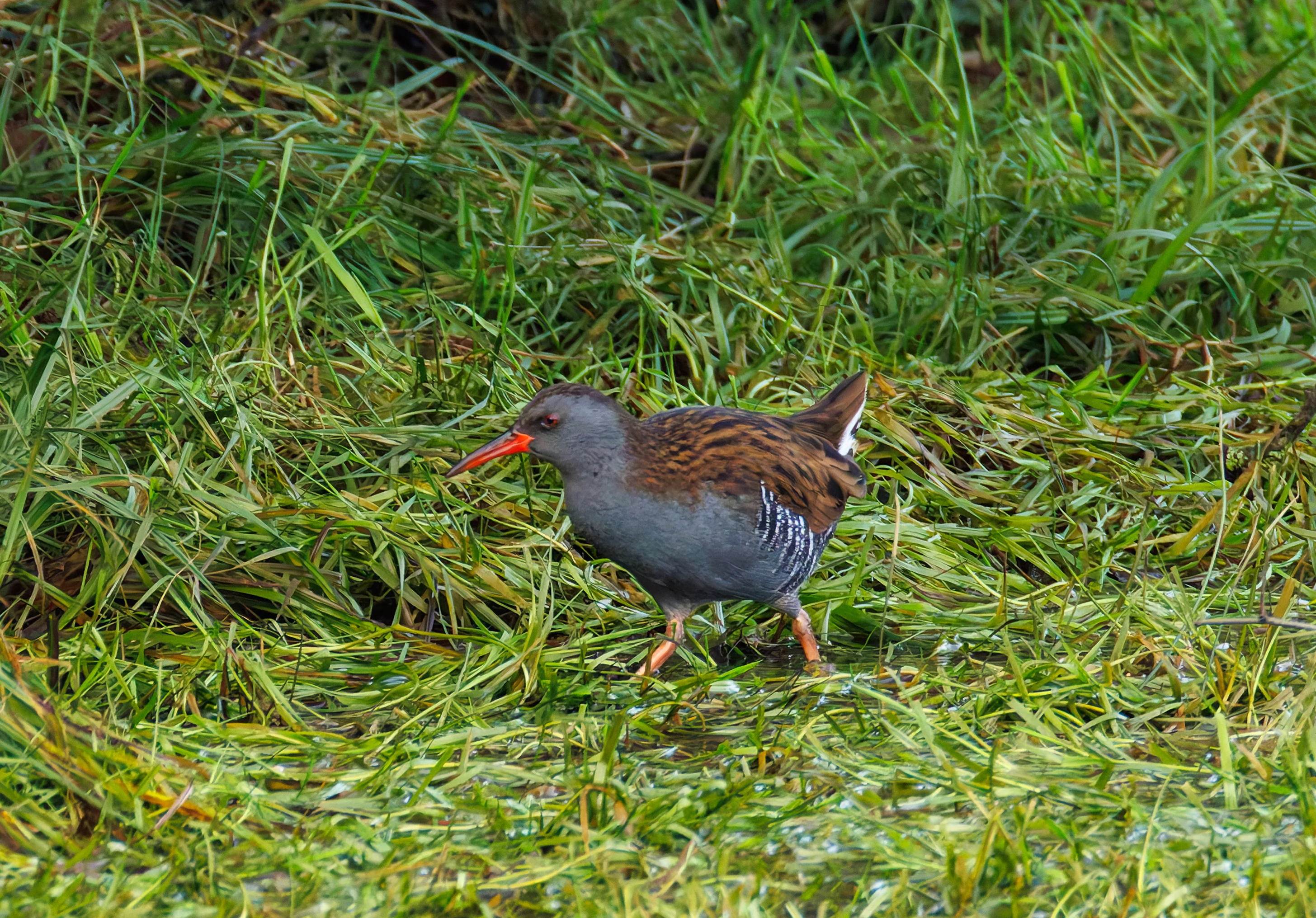 Water Rail, Lymington, UK — photo by Orlando Prugel-Bennett