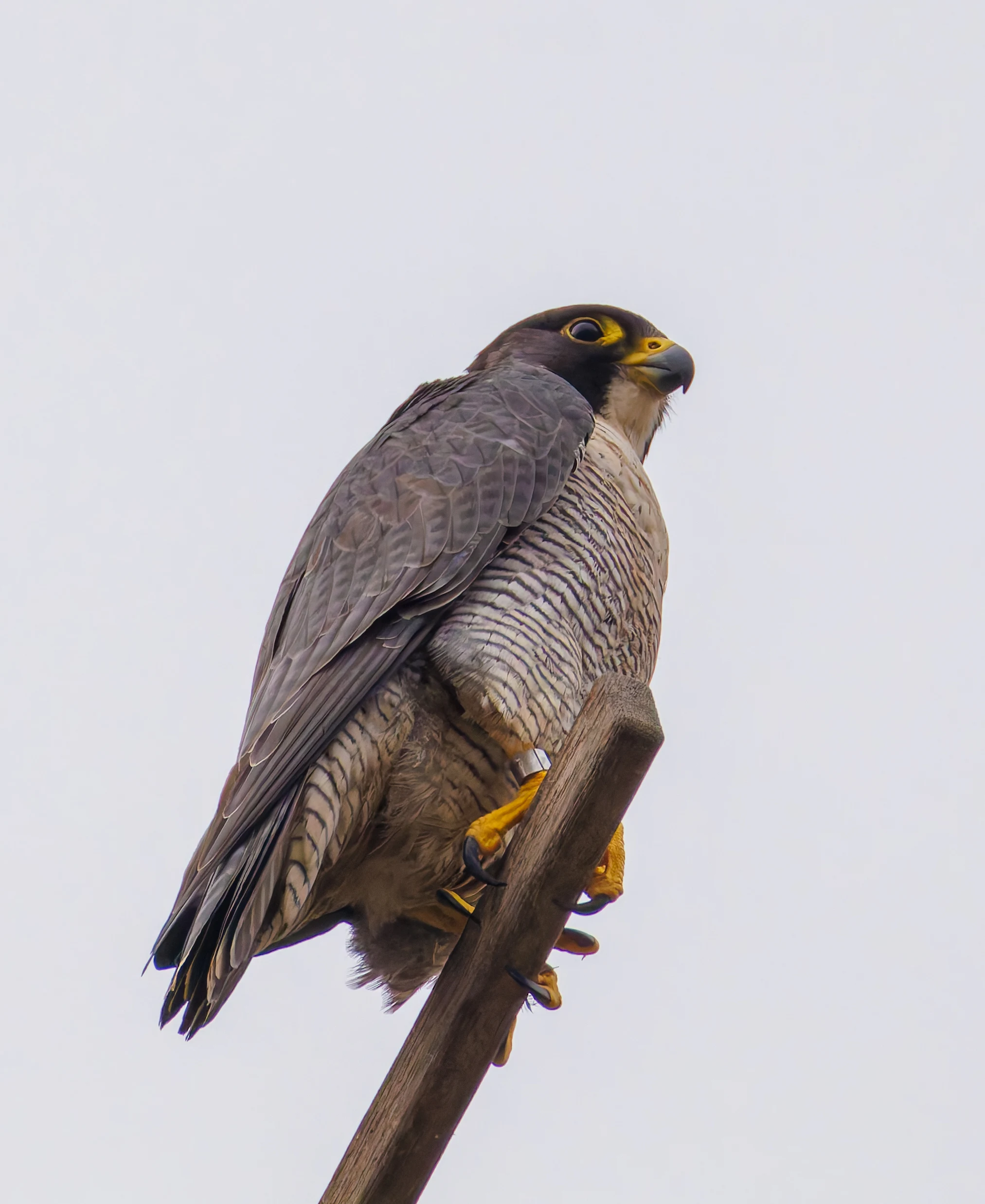 Peregrine Falcon, St George's Church, Sheffield, Sheffield, UK — photo by Orlando Prugel-Bennett
