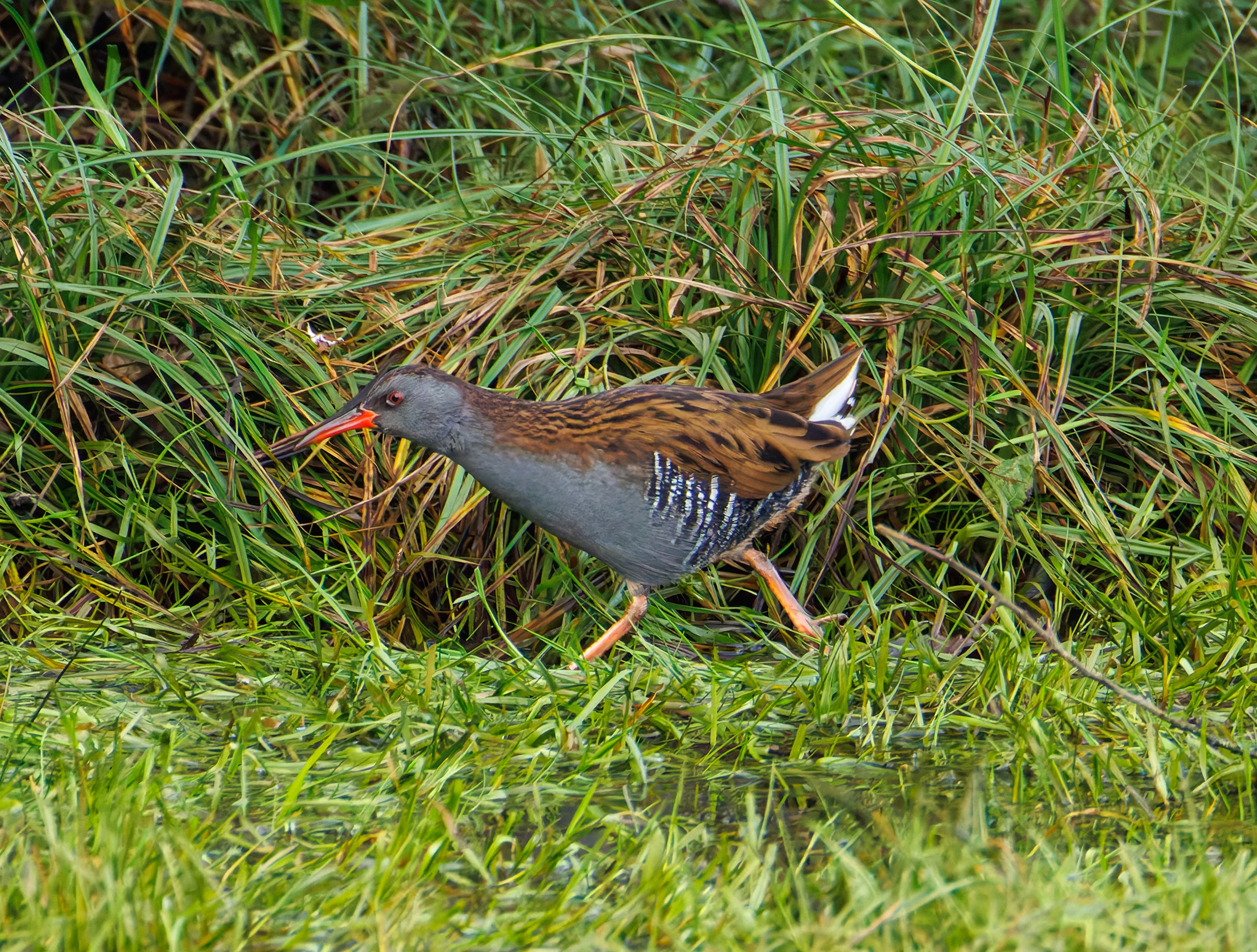 Water Rail, Lymington, UK — photo by Orlando Prugel-Bennett