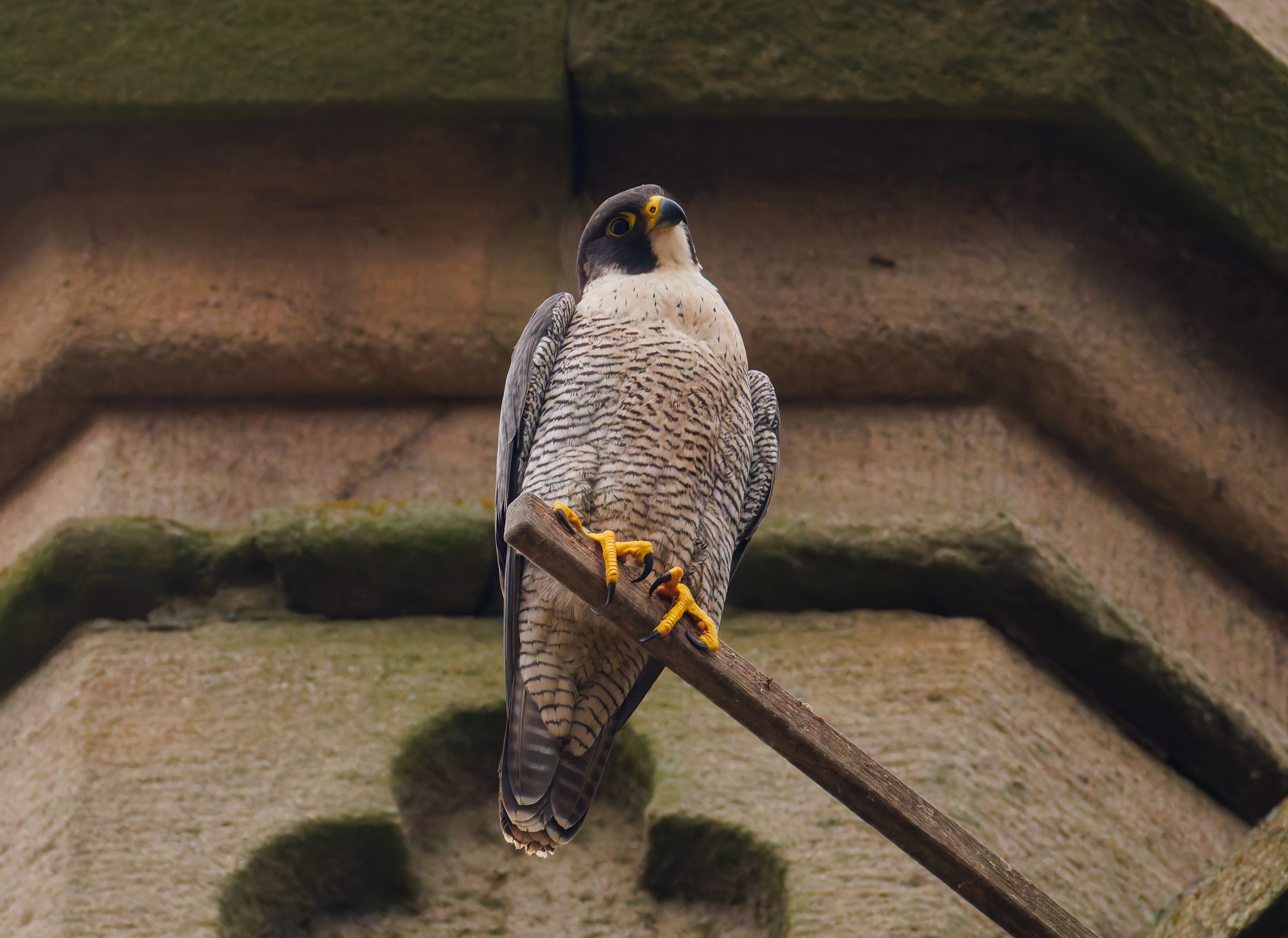 Peregrine Falcon, St George's Church, Sheffield, Sheffield, UK — photo by Orlando Prugel-Bennett