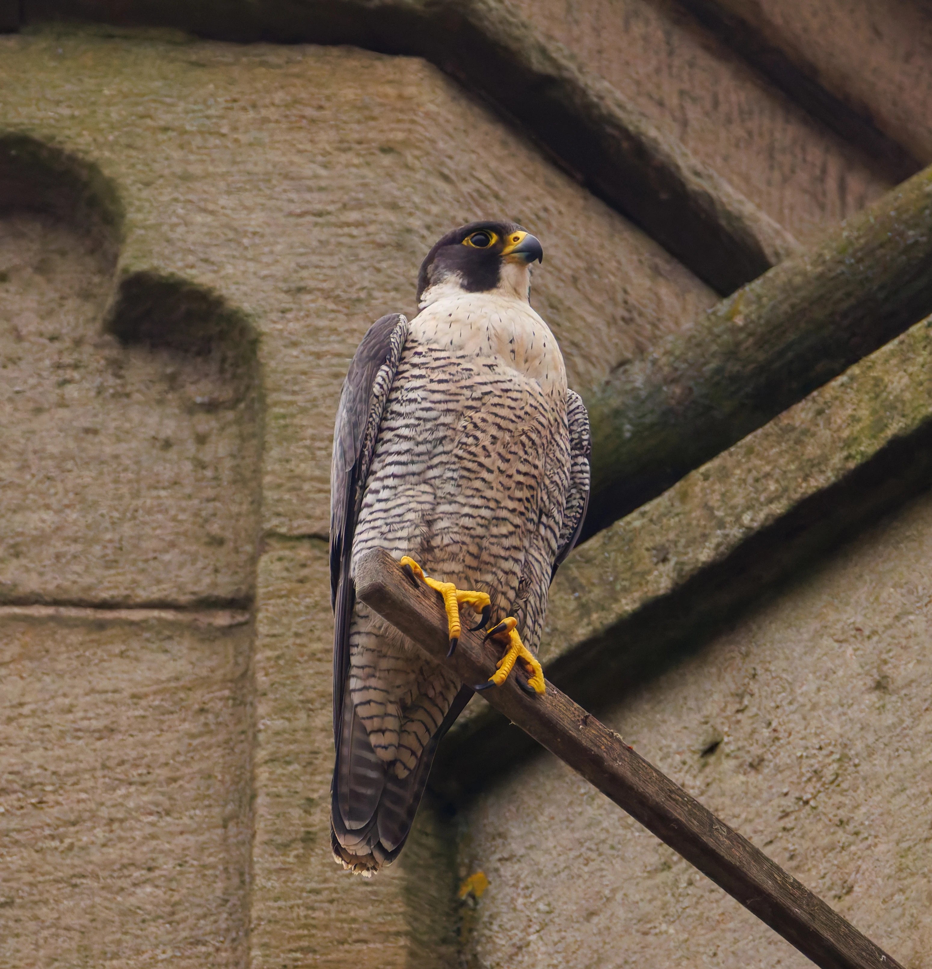 Peregrine Falcon, St George's Church, Sheffield, Sheffield, UK — photo by Orlando Prugel-Bennett