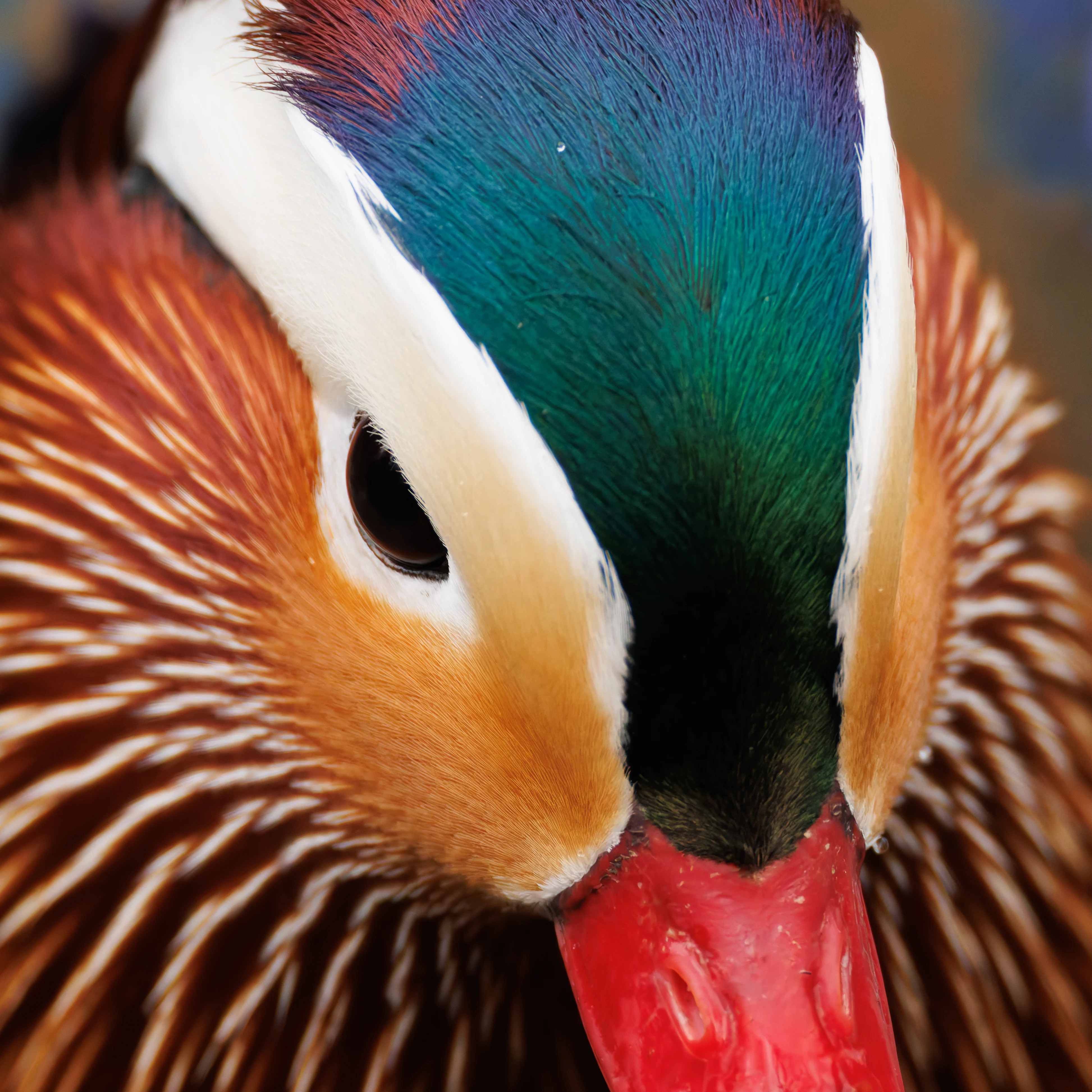 Mandarin Duck, Sheffield, UK — photo by Orlando Prugel-Bennett