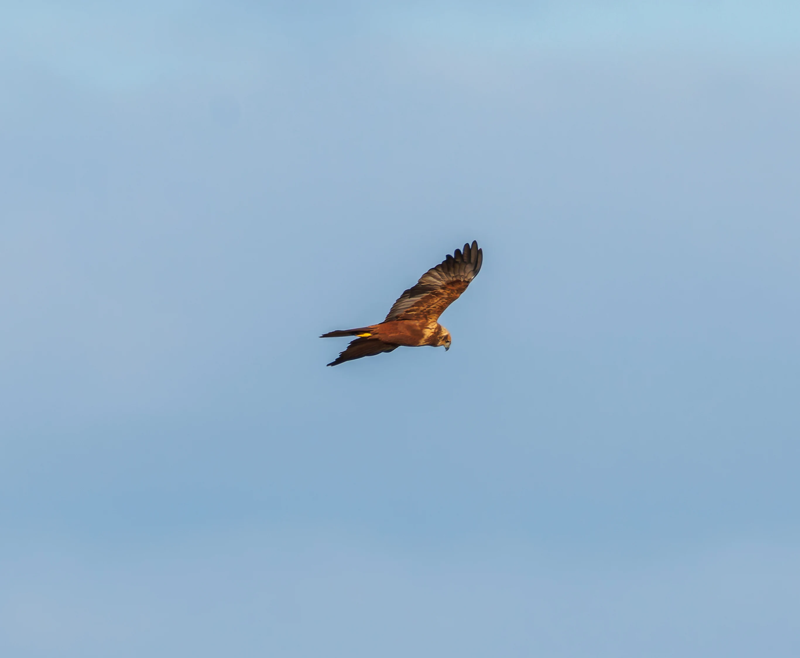 Marsh Harrier, Lymington, UK — photo by Orlando Prugel-Bennett