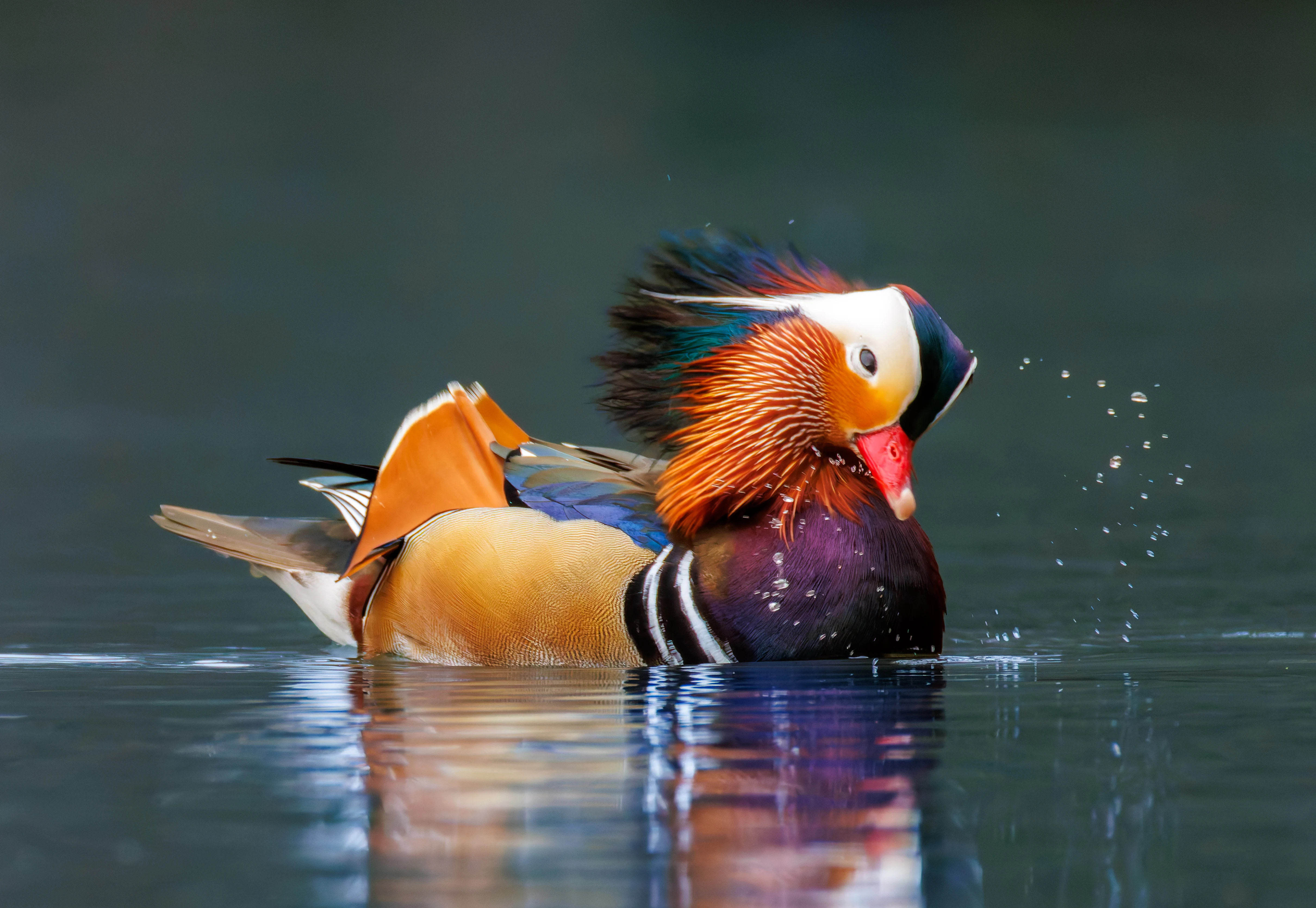 Mandarin Duck Male, Sheffield, UK — photo by Orlando Prugel-Bennett